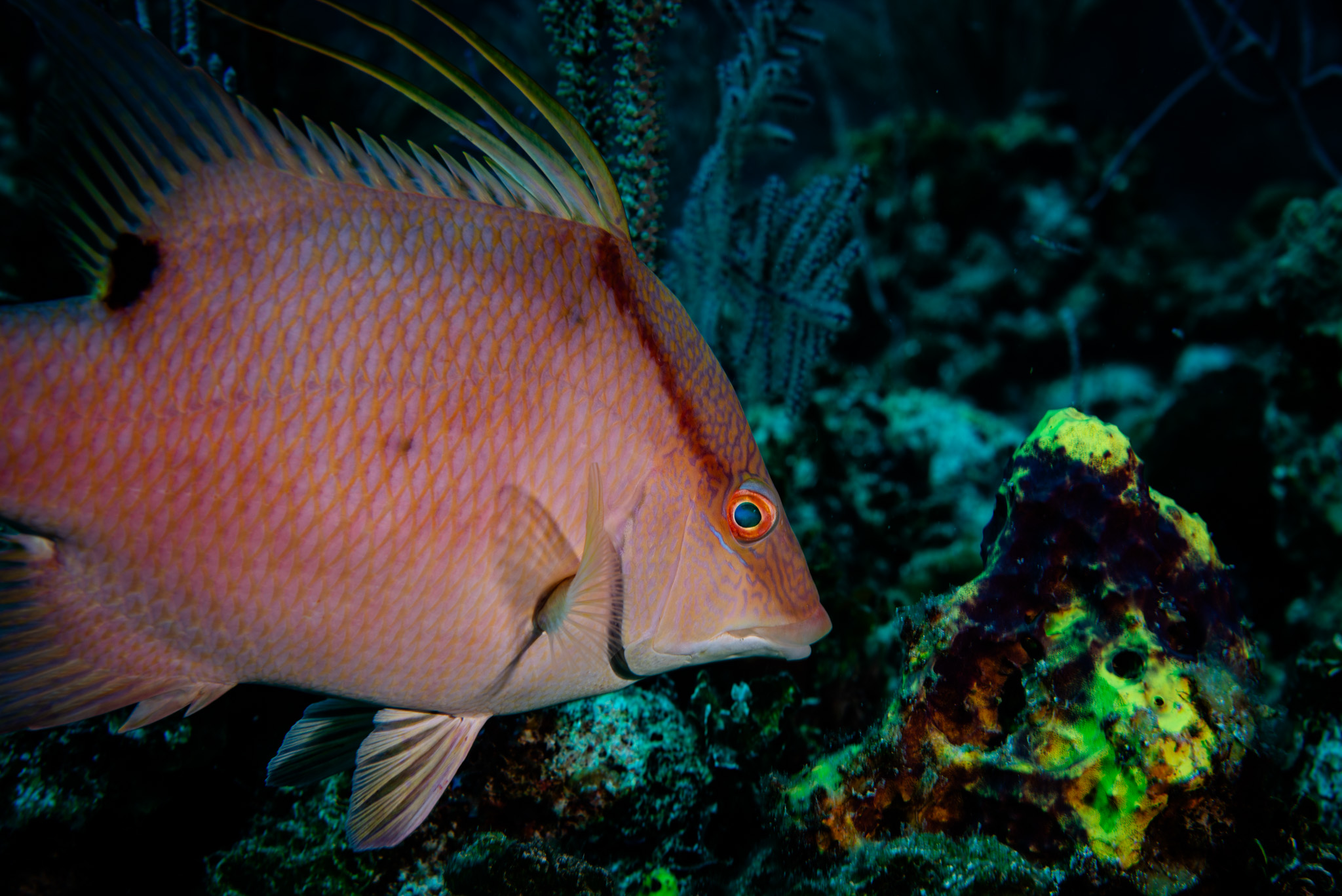 Hogfish
