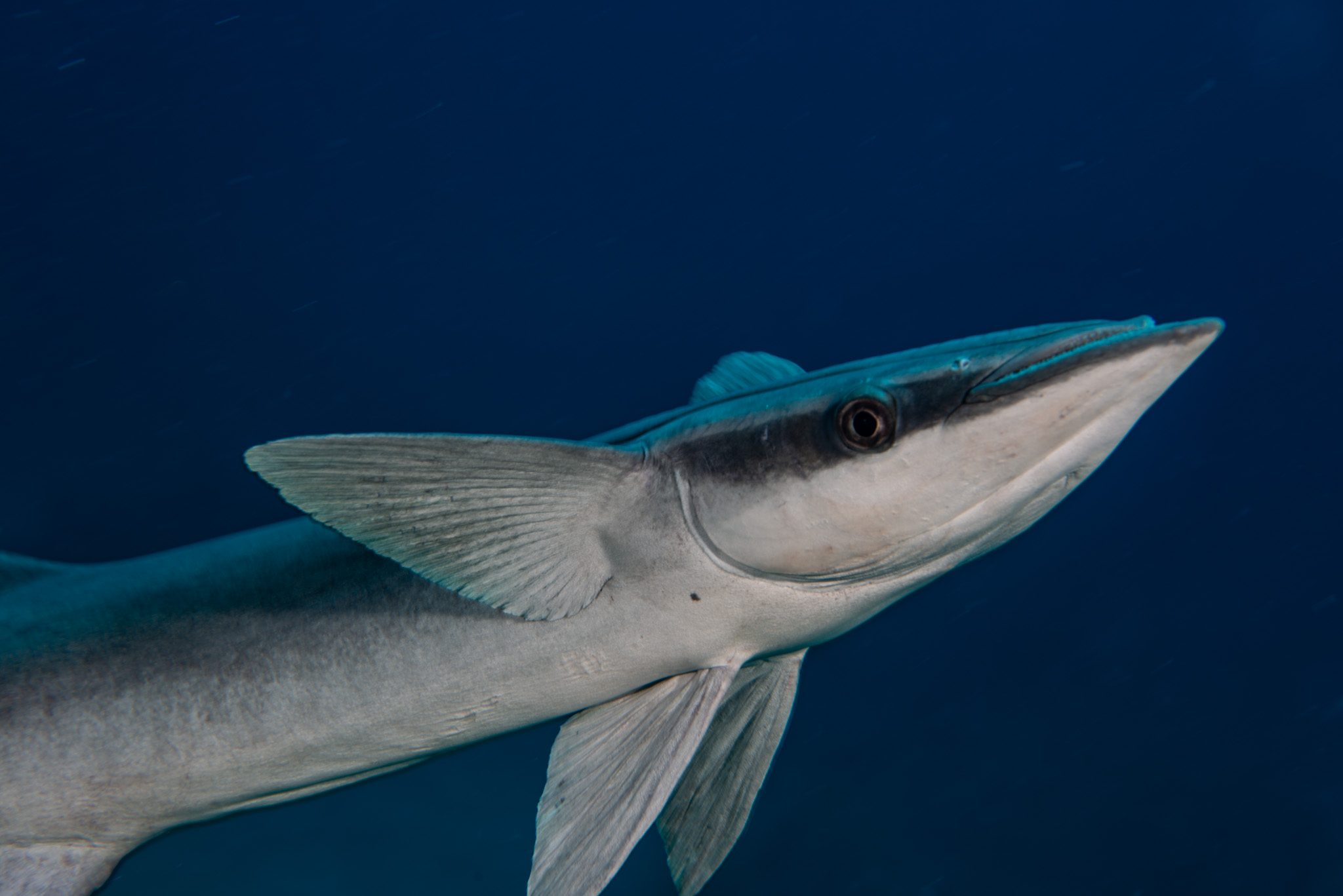 Sharksucker