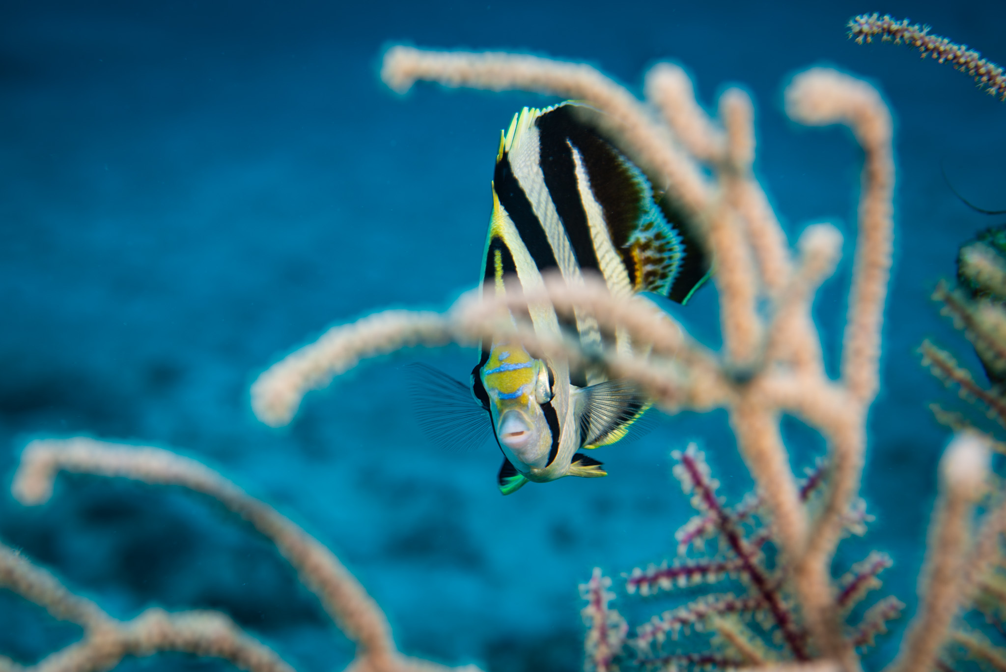Banded Butterflyfish