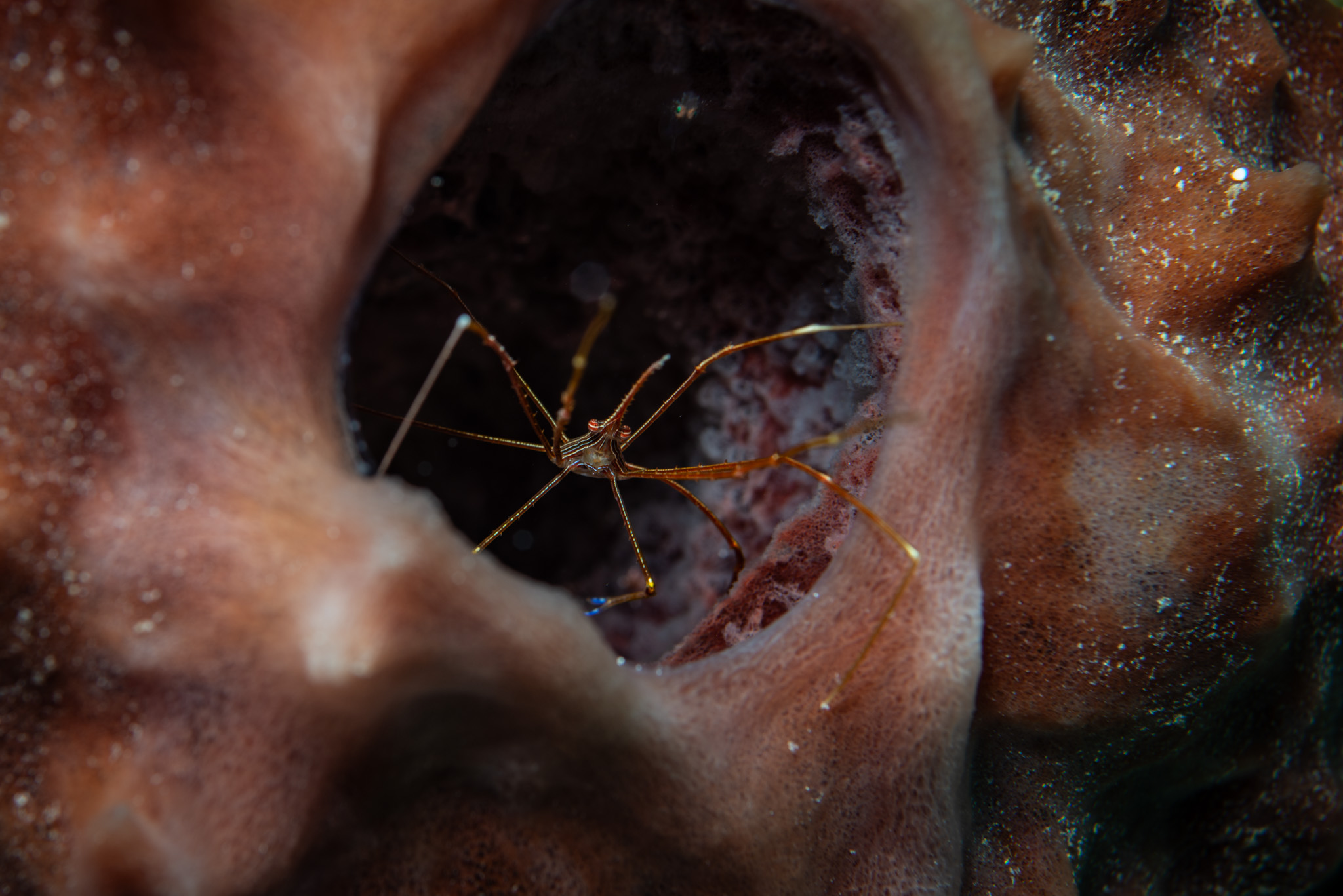 Yellowline Arrow Crab