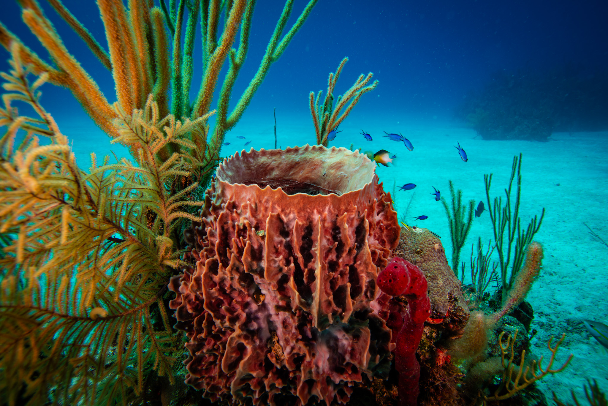 Giant Barrel Sponge
