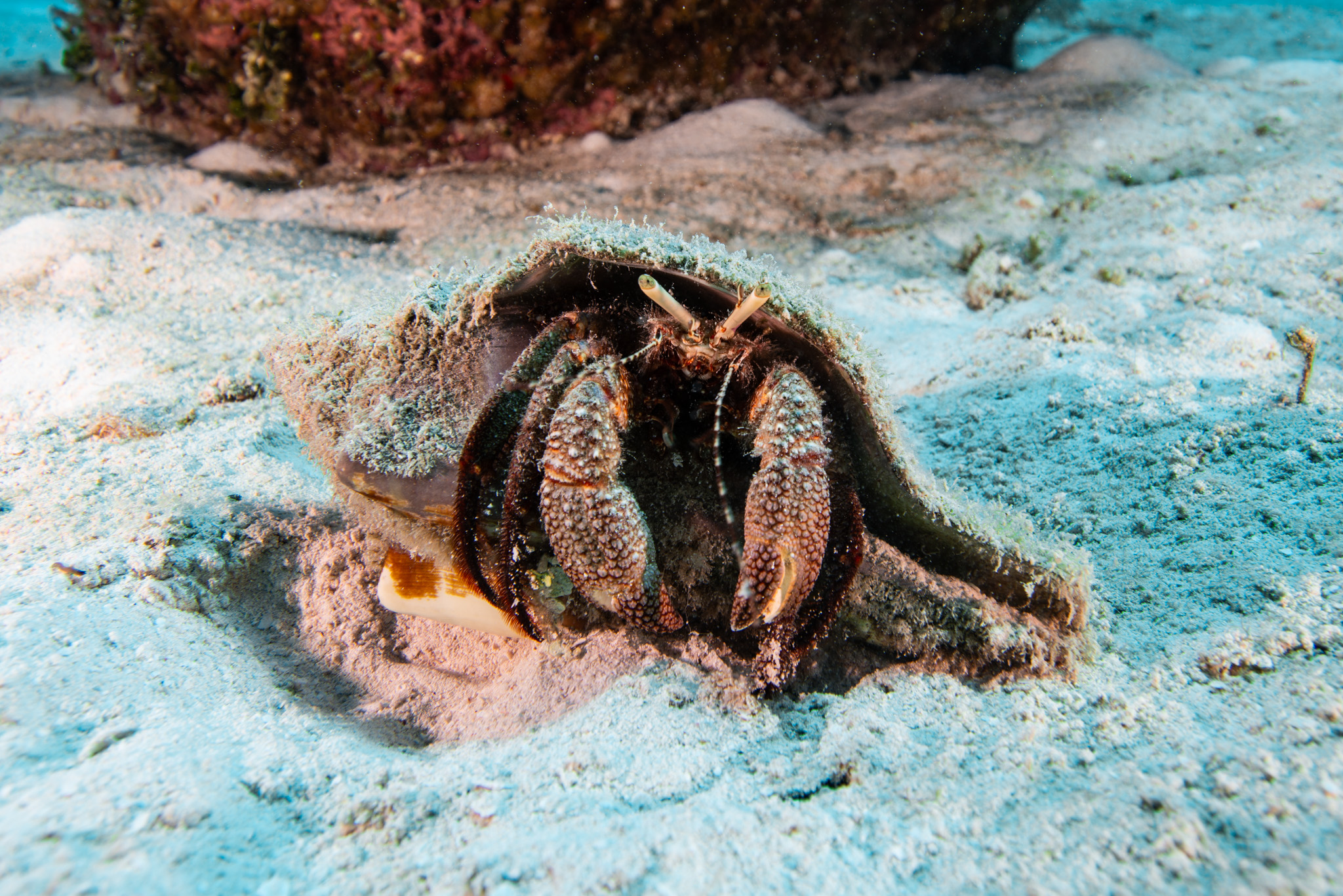 Stareye Hermit Crab