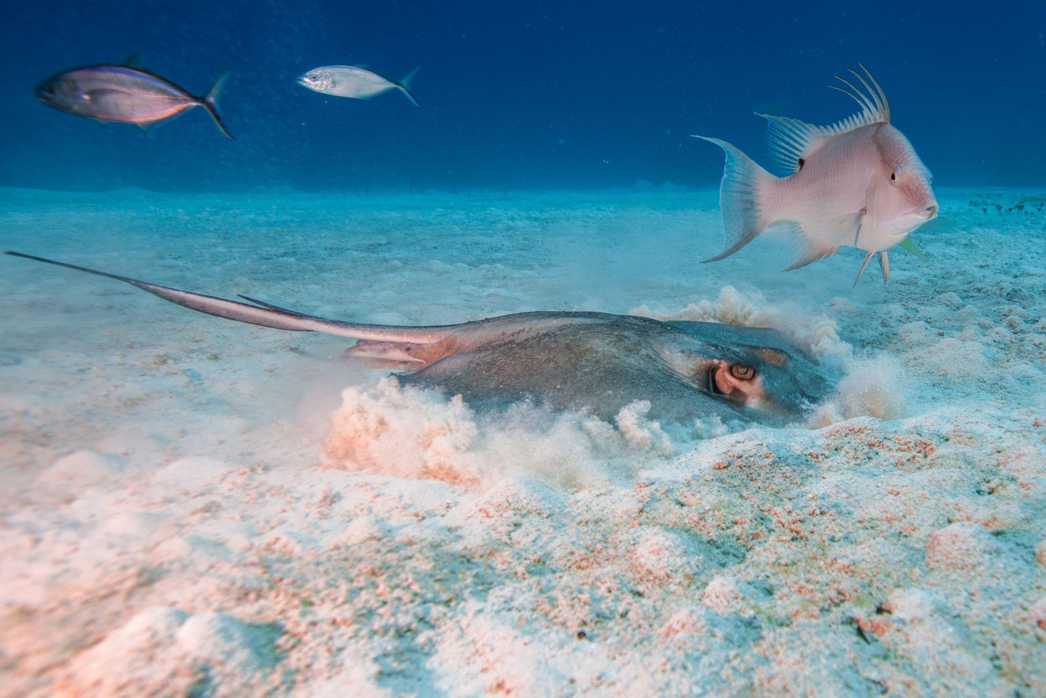 Caribbean Whiptail Stingray