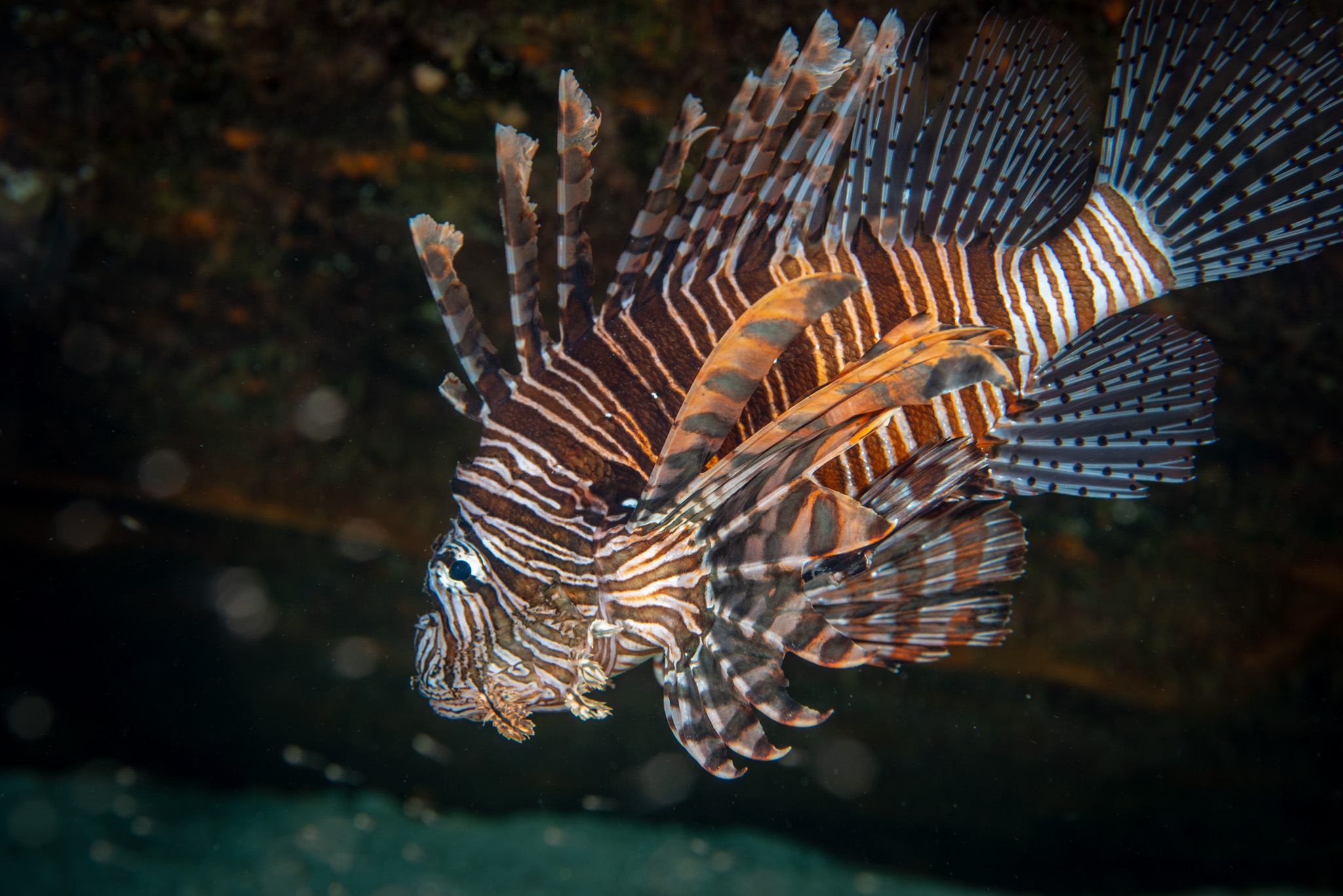 Lion Fish