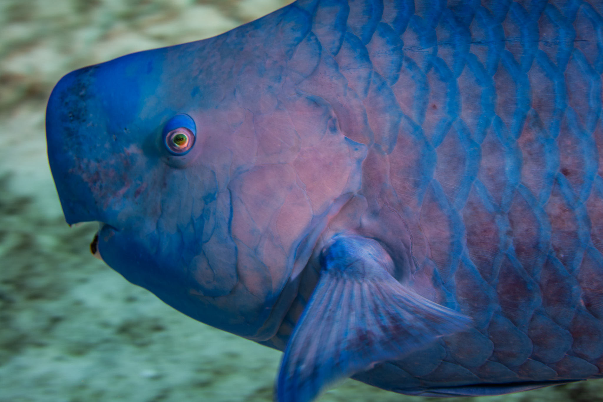 Blue Parrotfish