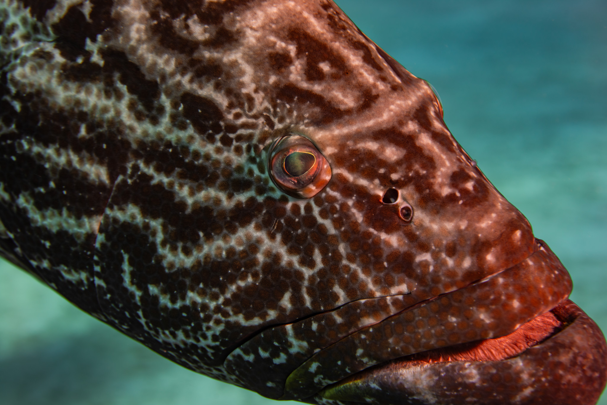 Goliath Grouper