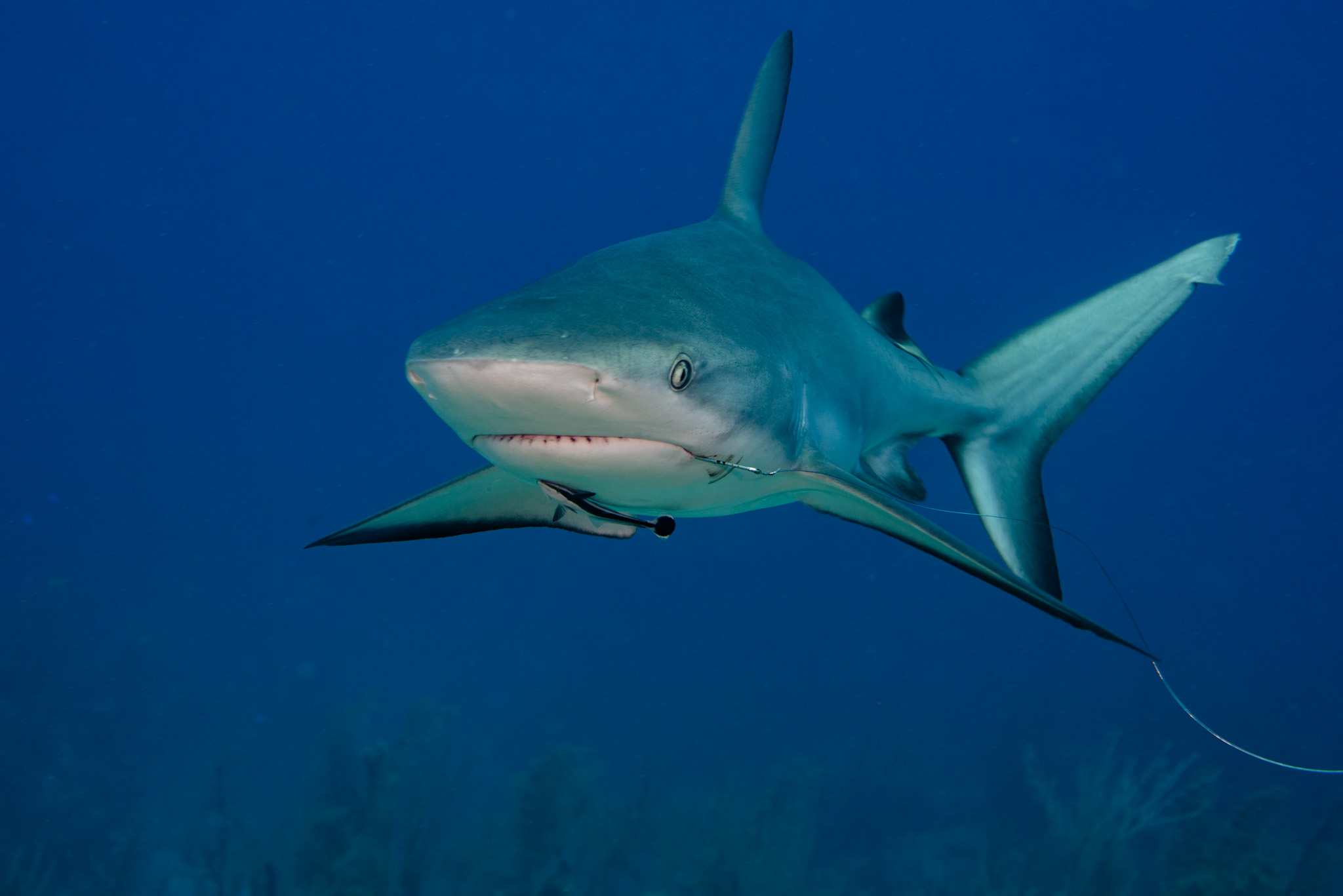 Caribbean Reef Shark