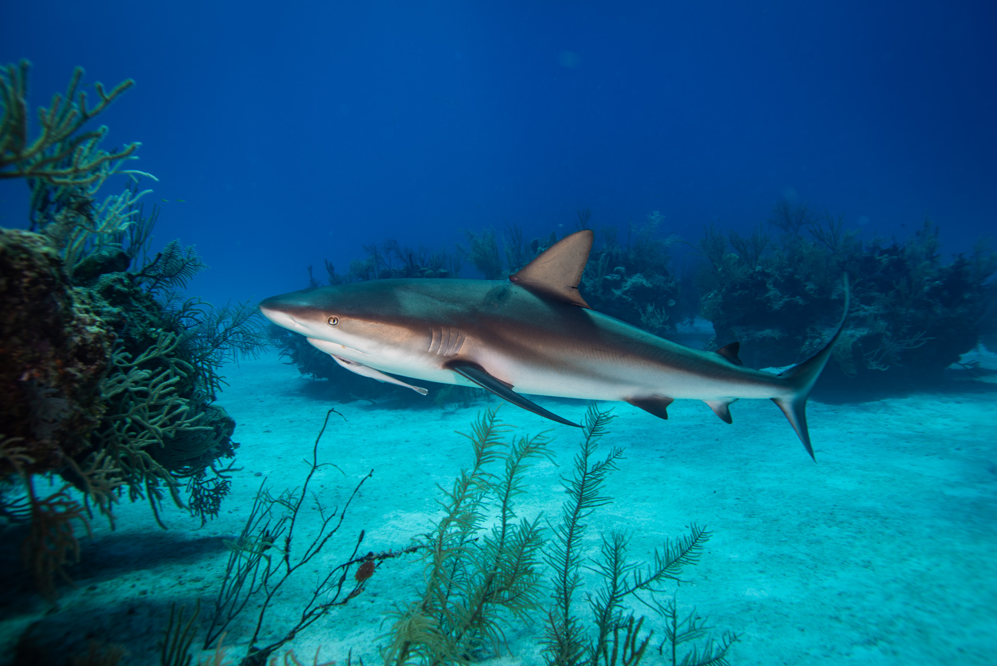 Caribbean Reef Shark