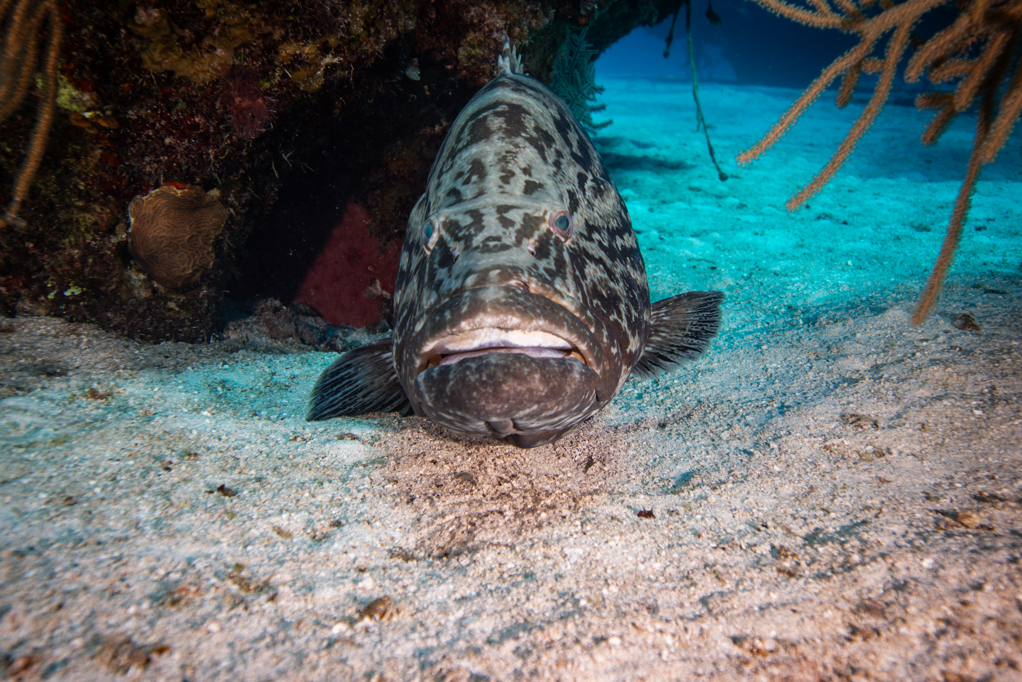 Goliath Grouper