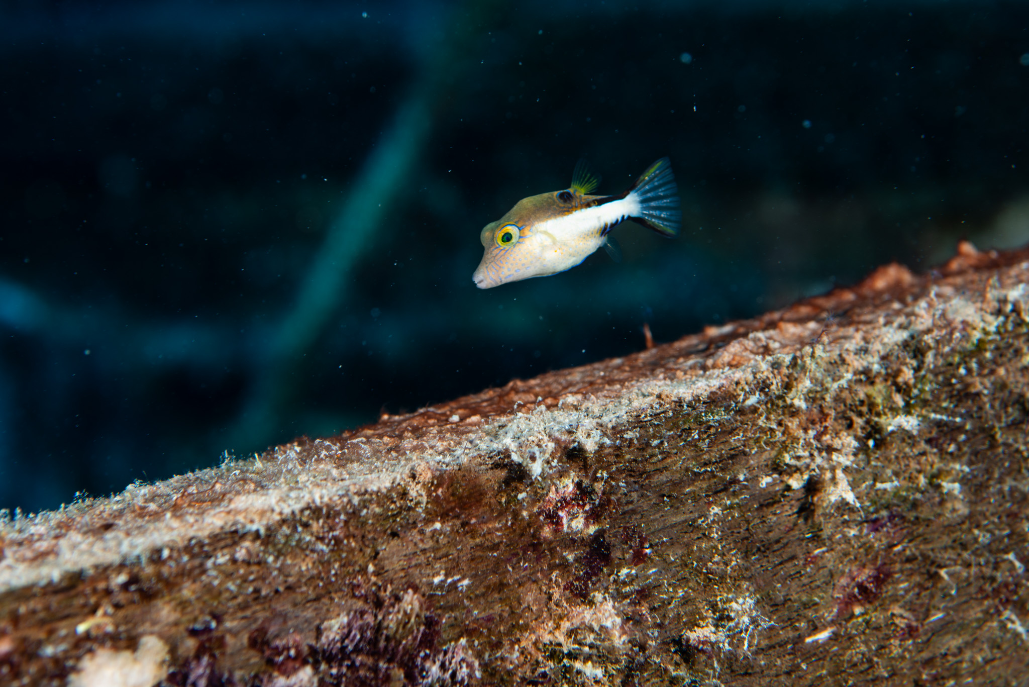 Sharpnose Puffer