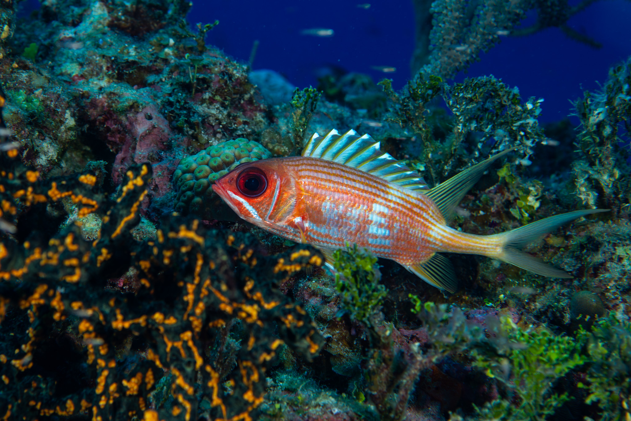 Longspine Squirrelfish