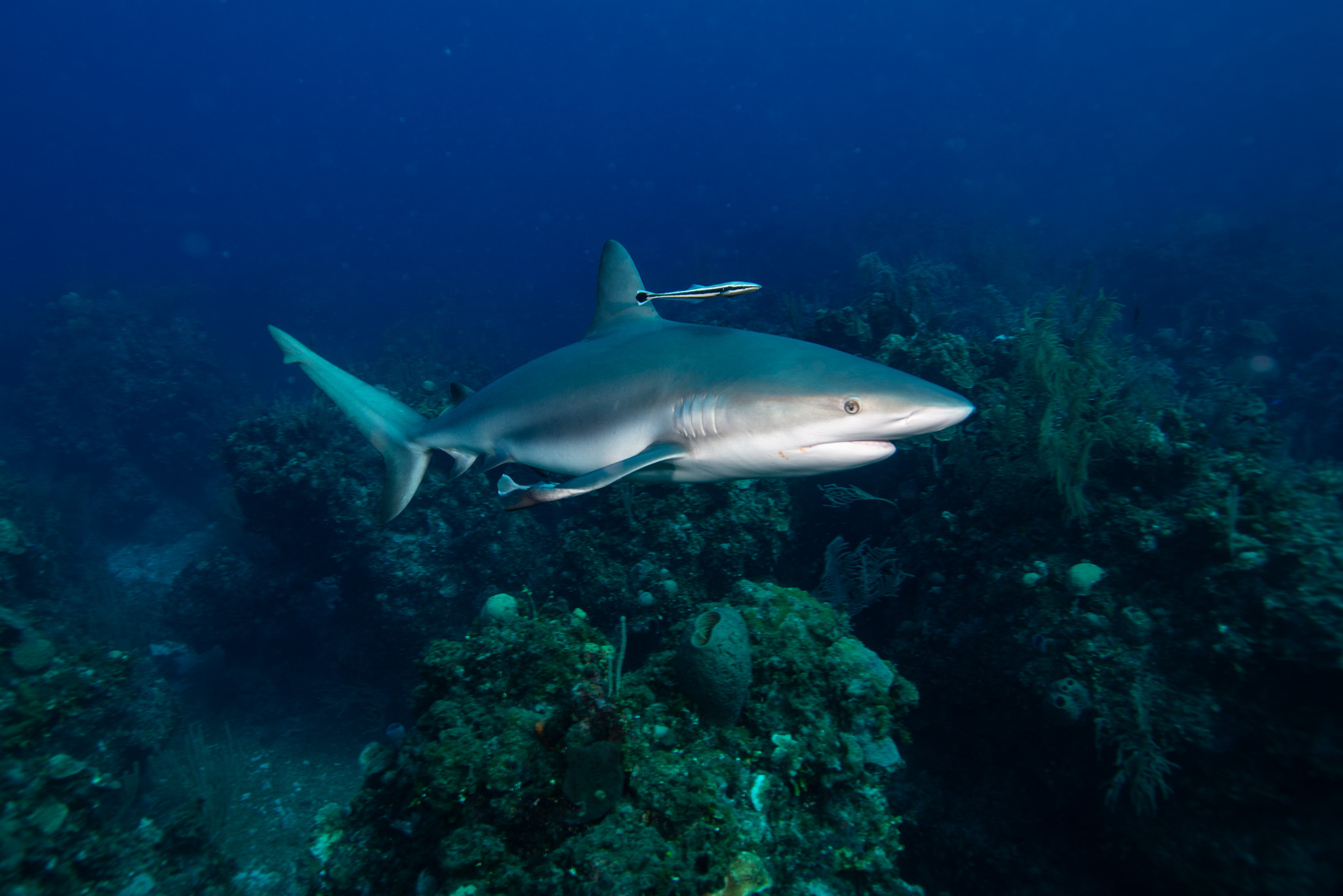 Caribbean Reef Shark