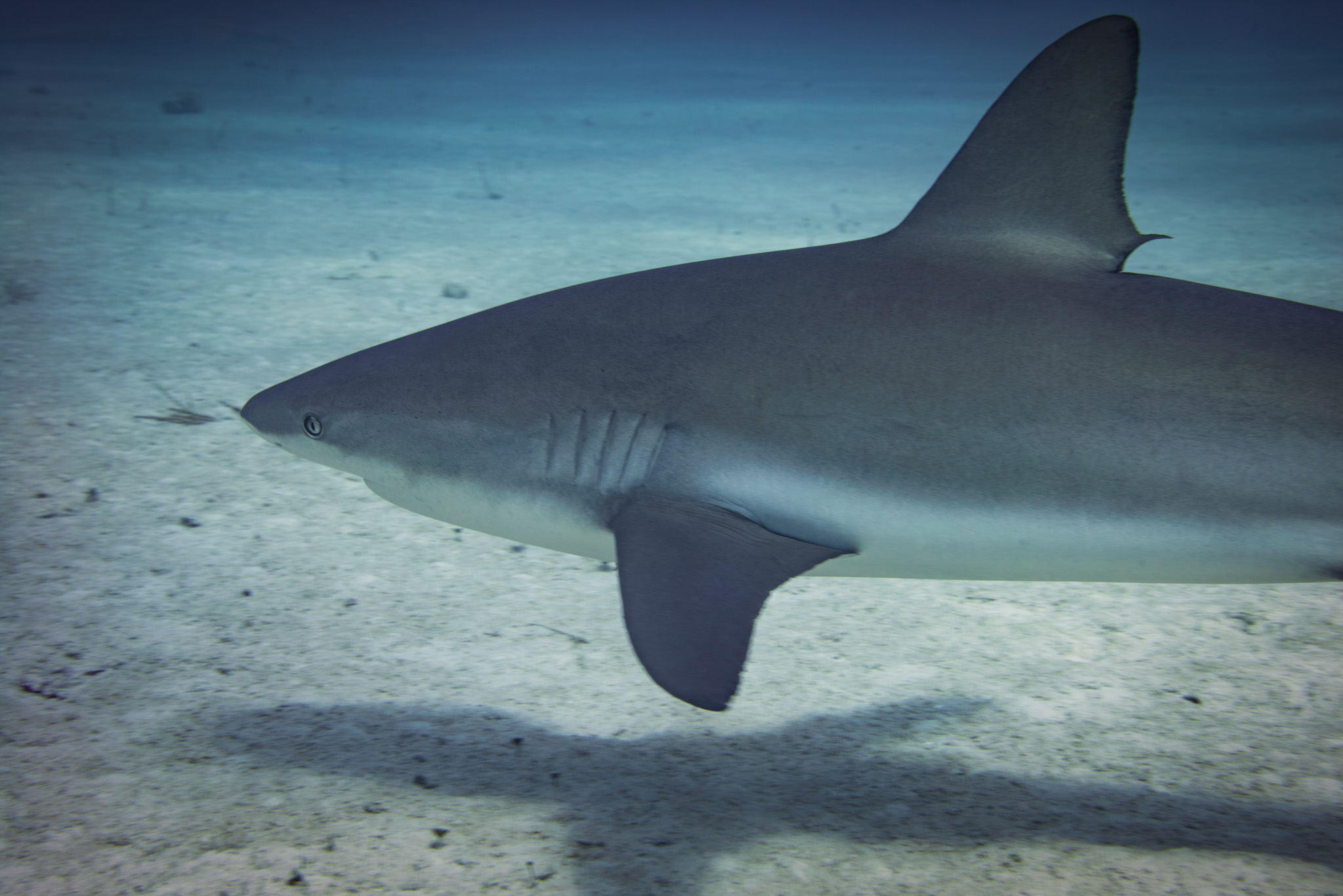 Caribbean Reef Shark