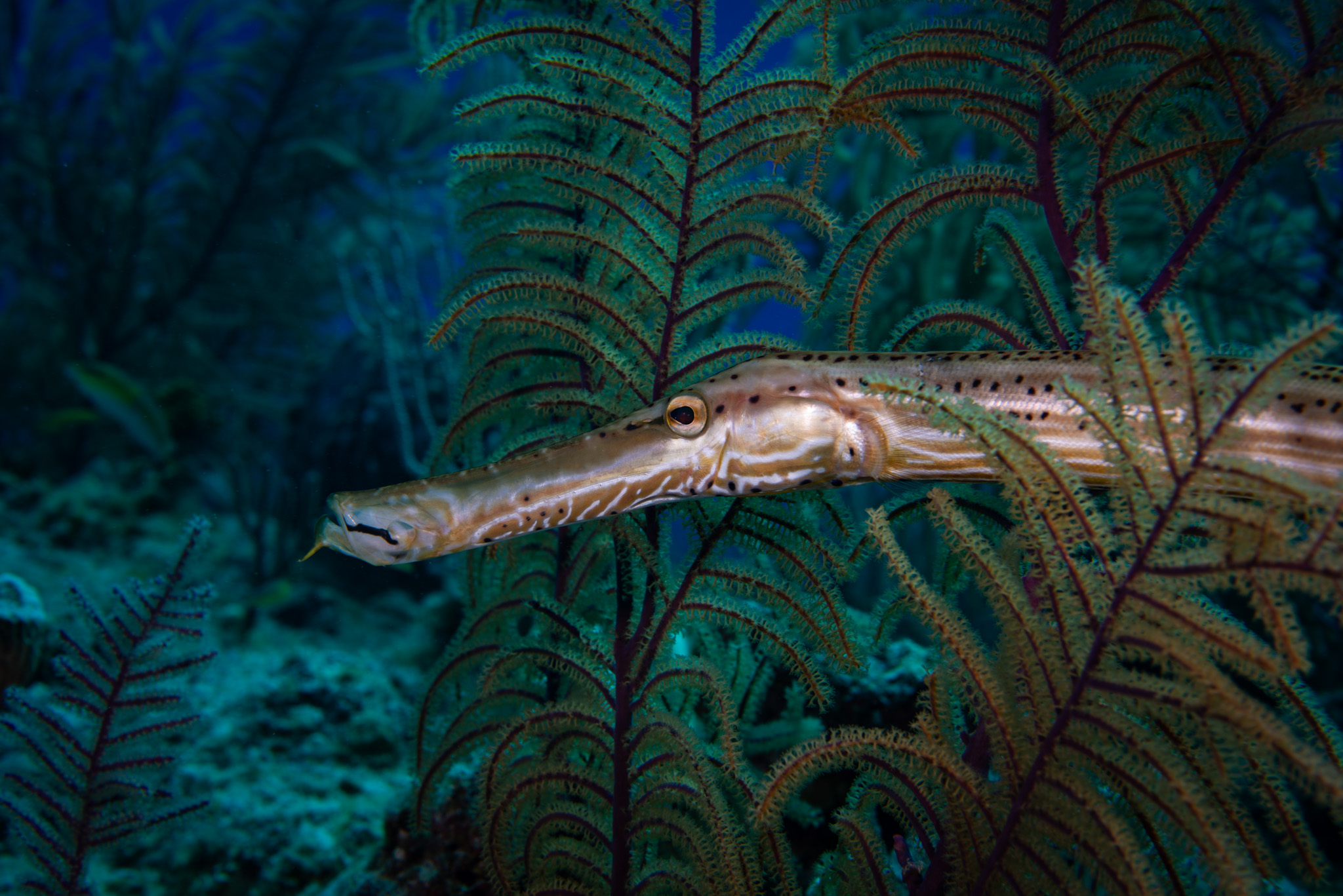 Trumpetfish