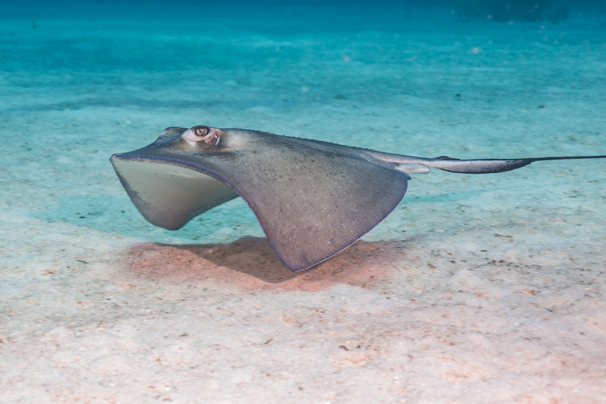 Southern Stingray