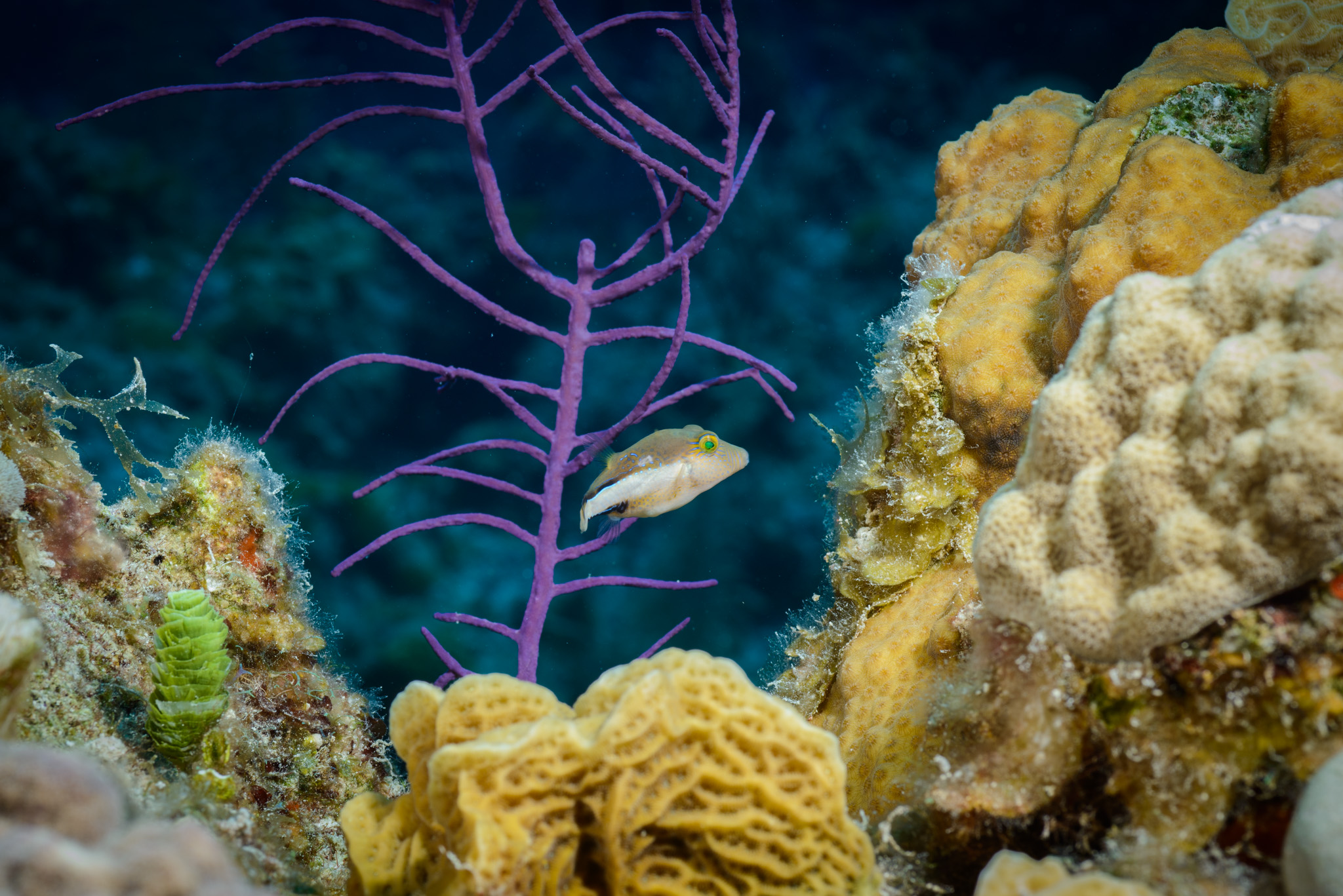 Sharpnose Puffer