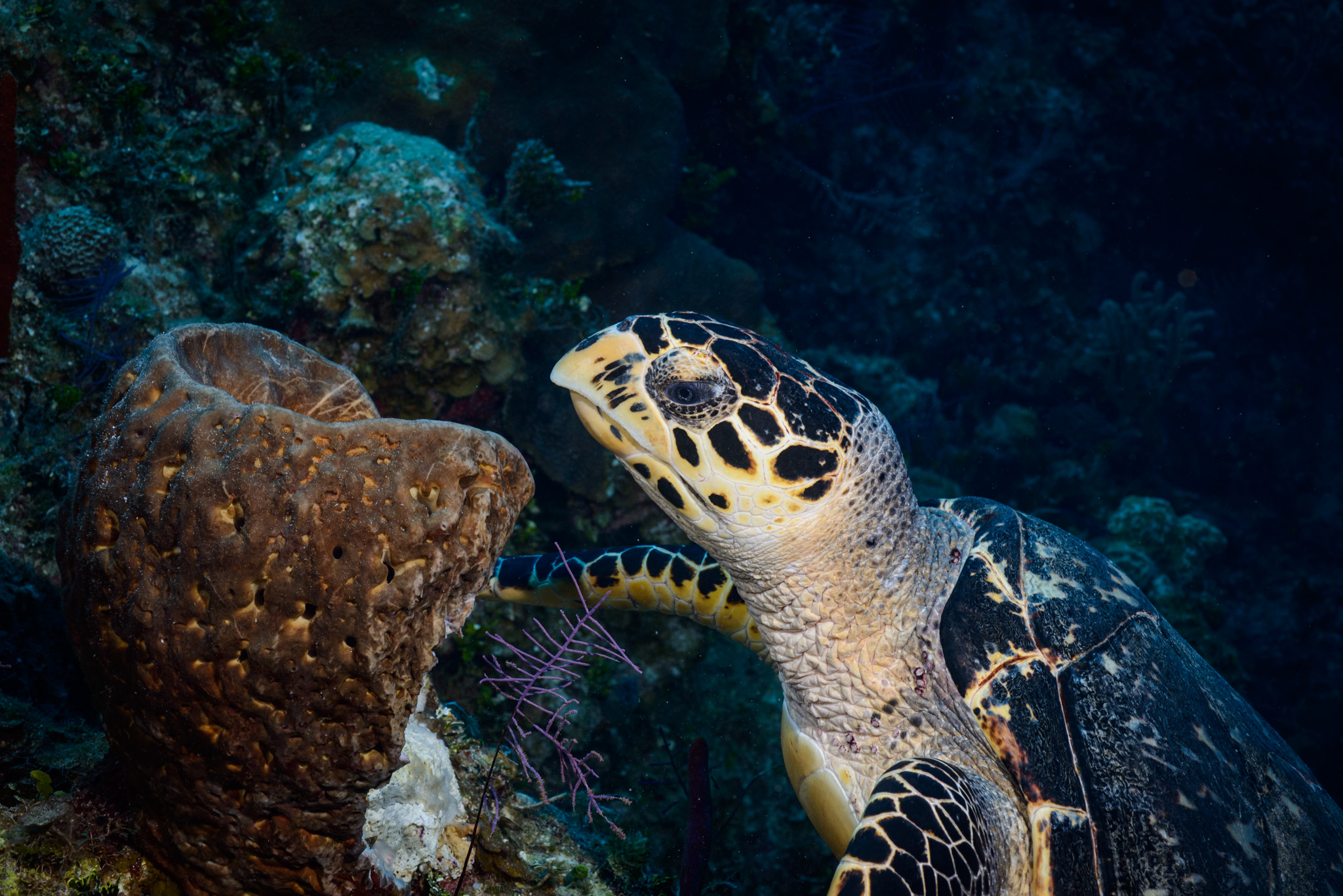 Hawksbill Turtle