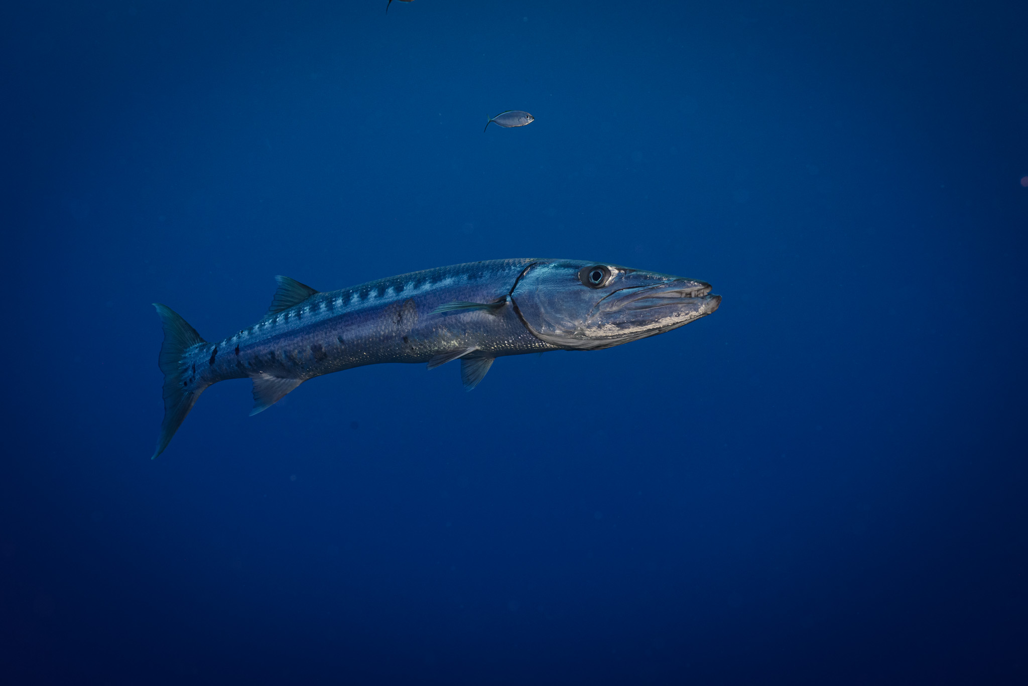 Barracuda