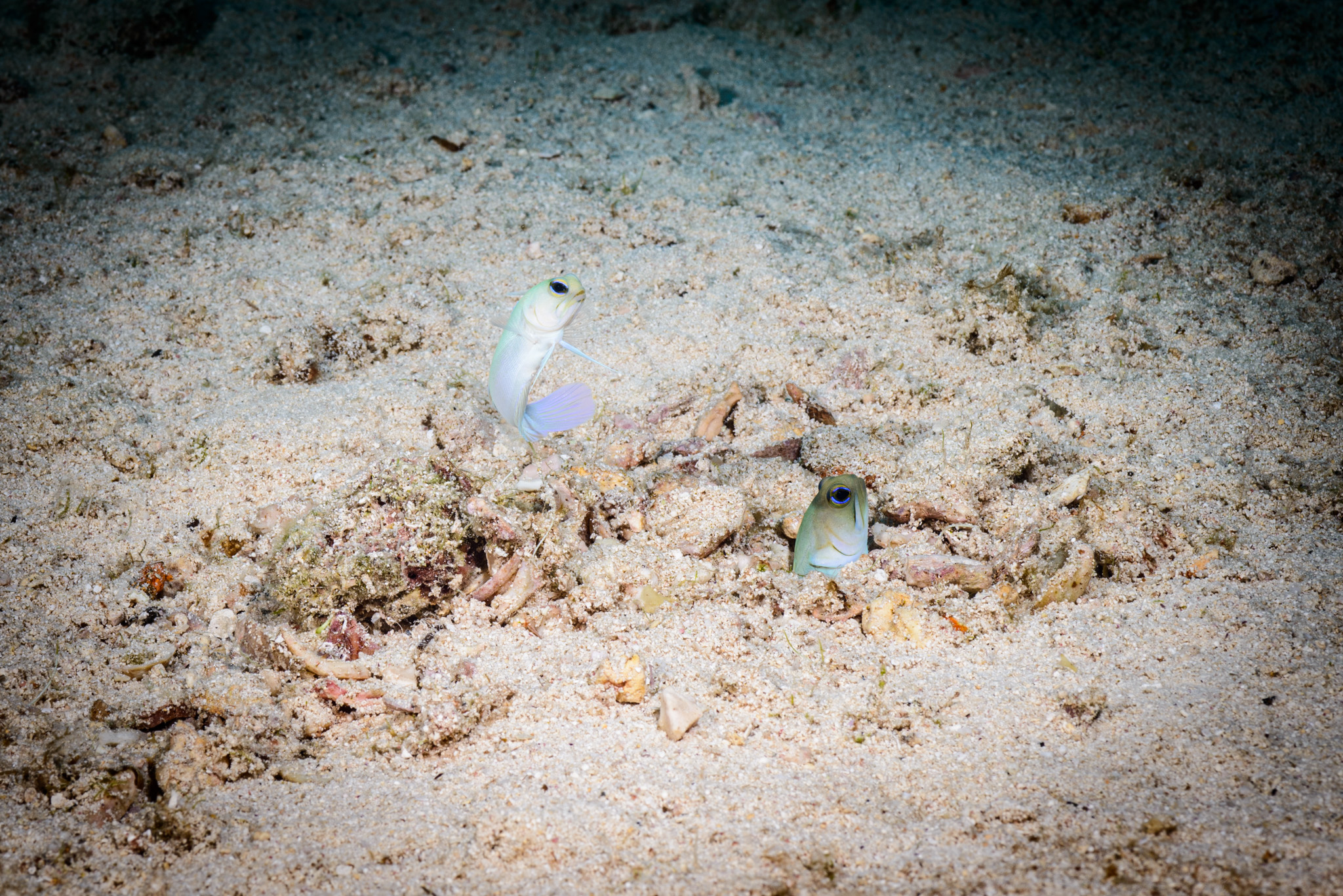 Yellowhead Jawfish