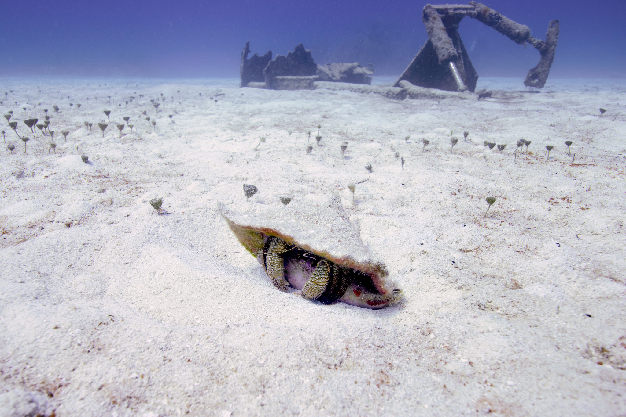 Giant Hermit Crab