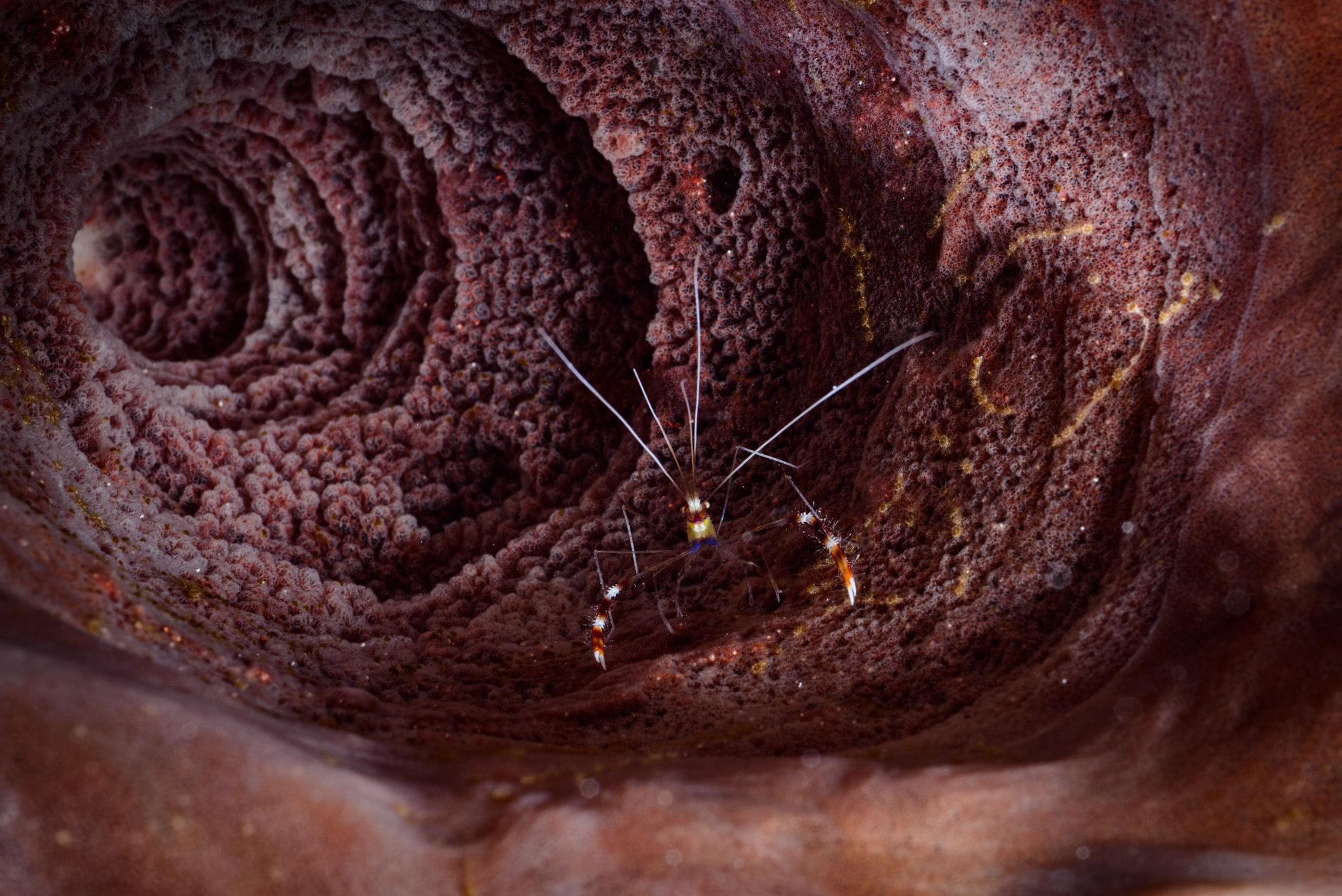 Banded Coral Shrimp