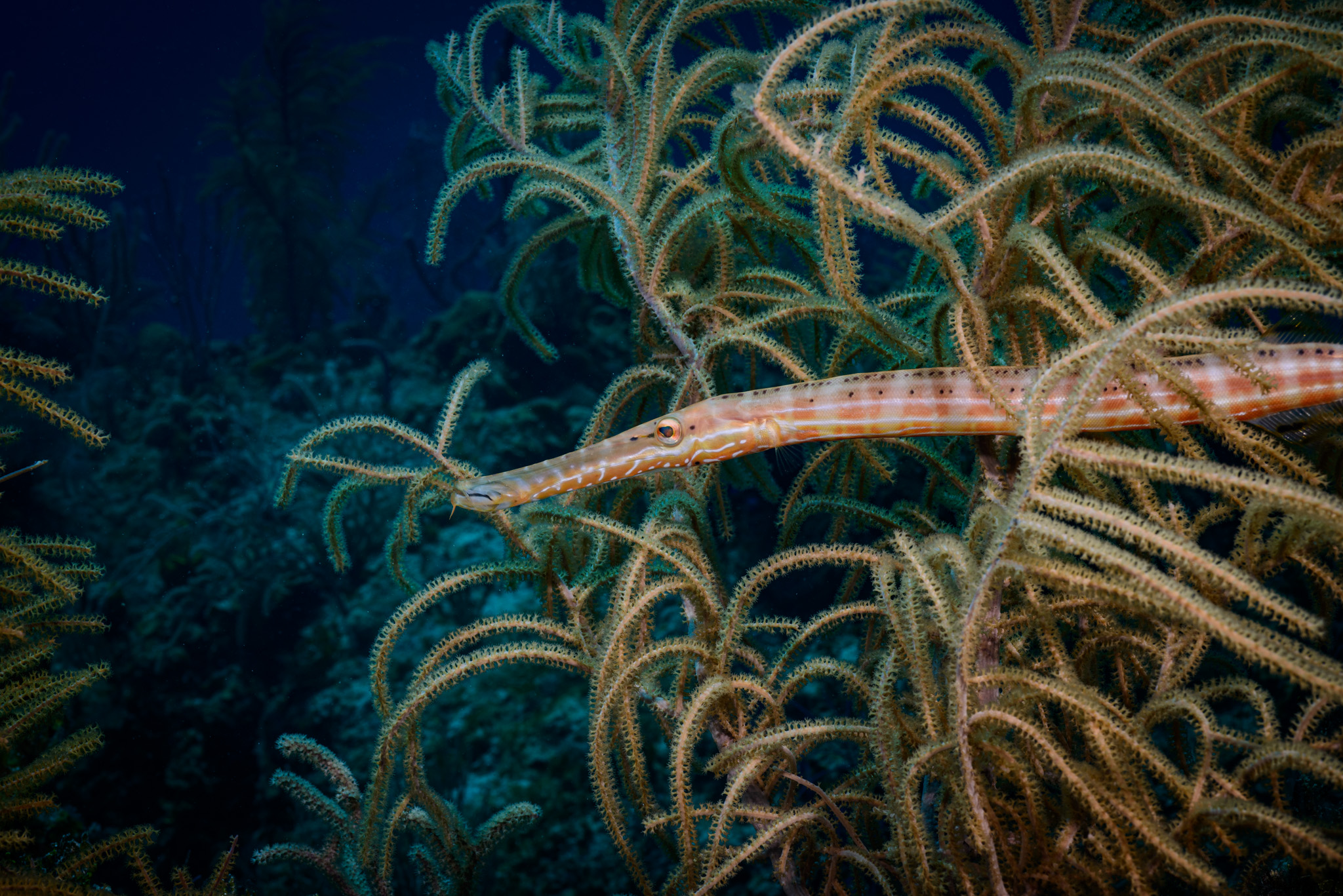 Trumpetfish
