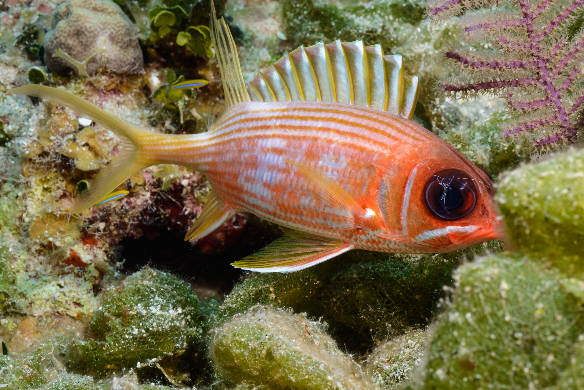 Longspine Squirrelfish