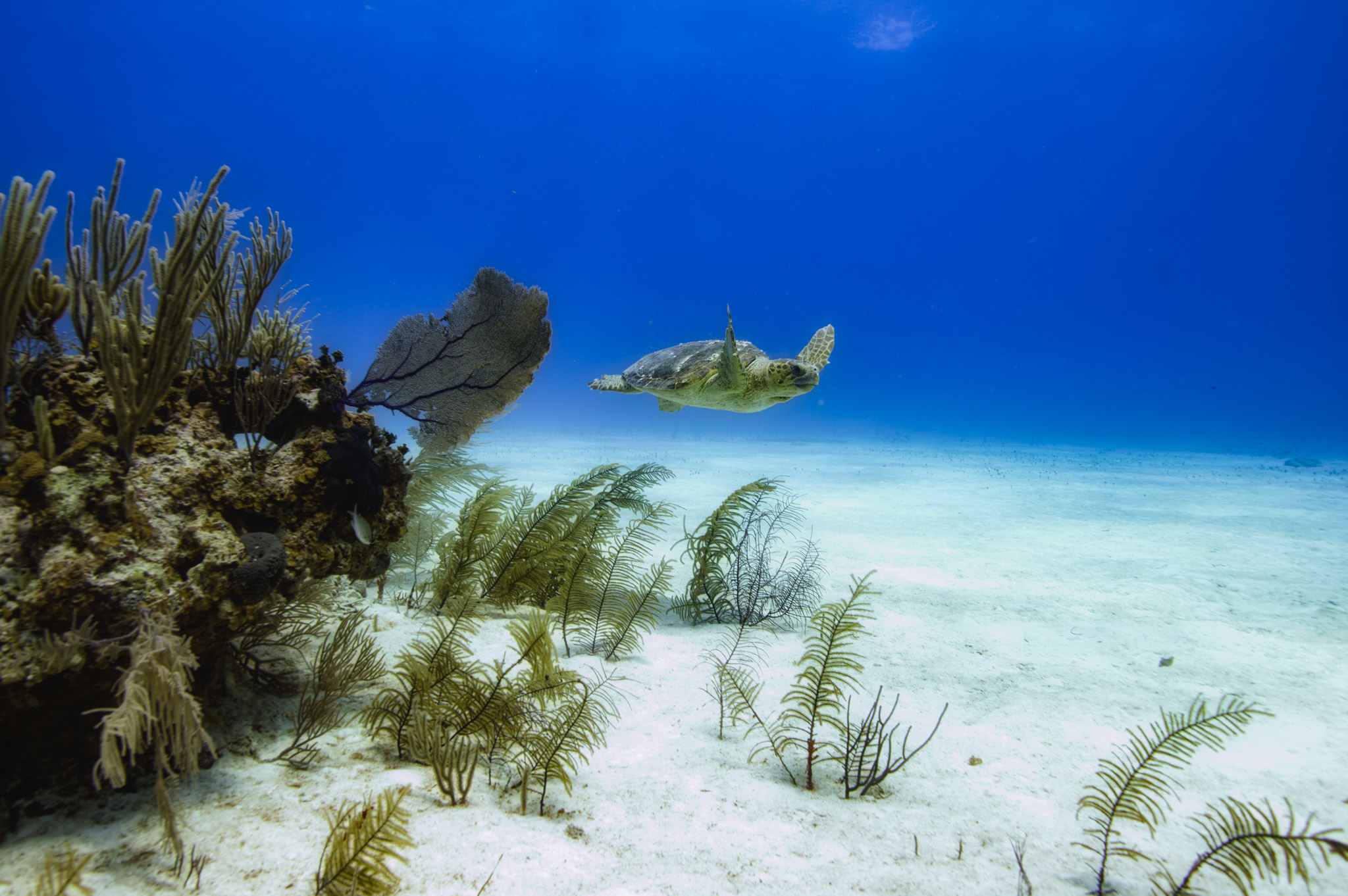 Hawksbill Turtle