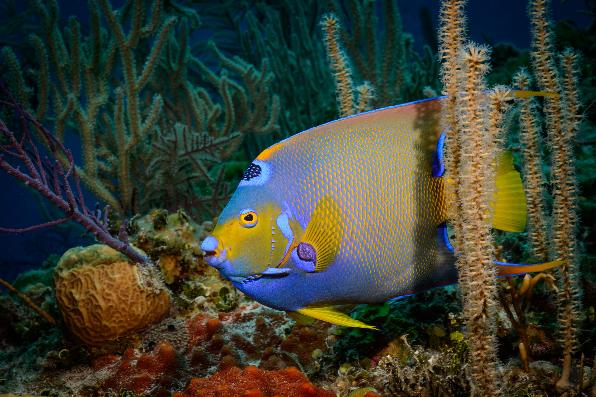 Queen Angelfish