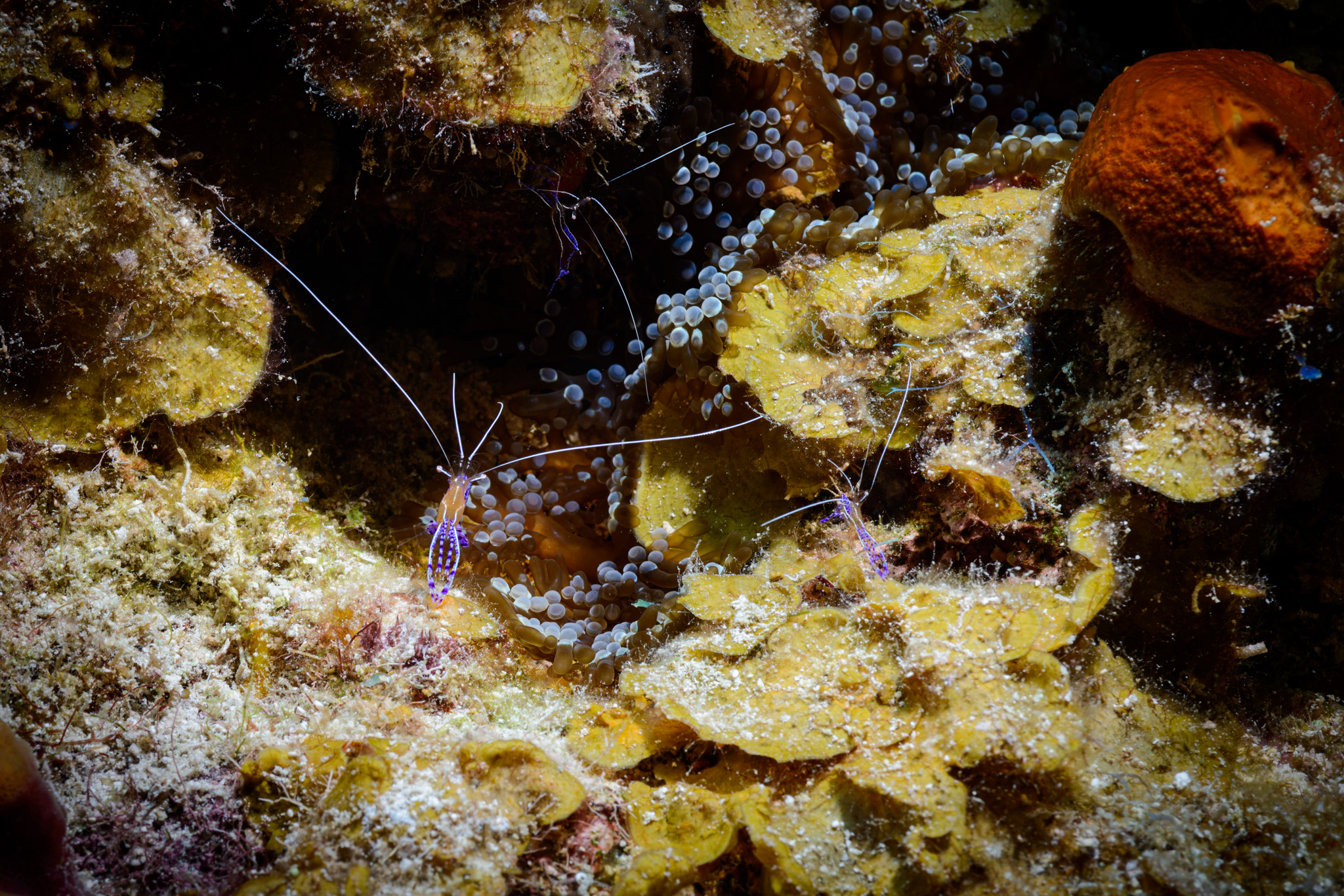 Pederson Cleaning Shrimp