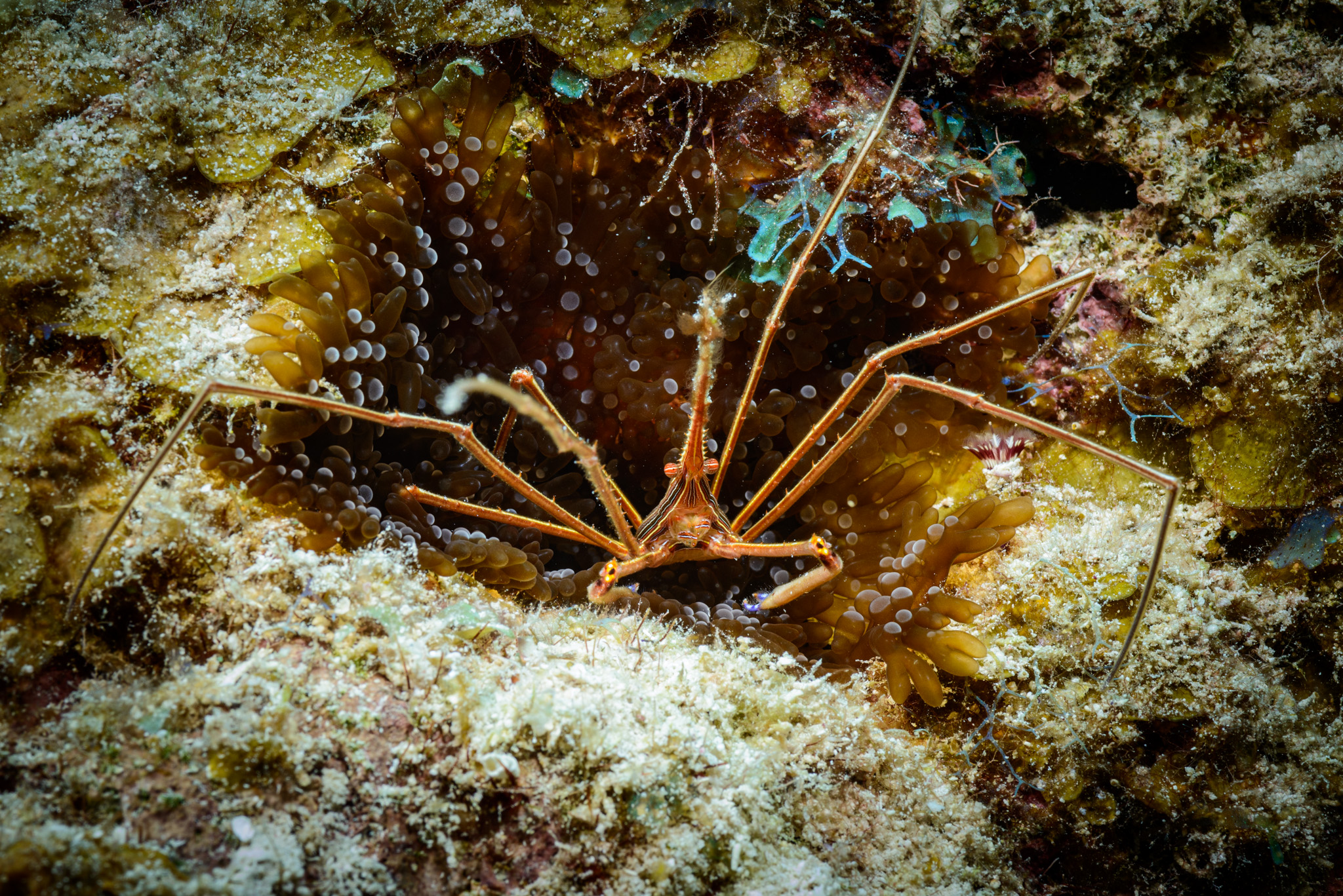 Arrowcrab
