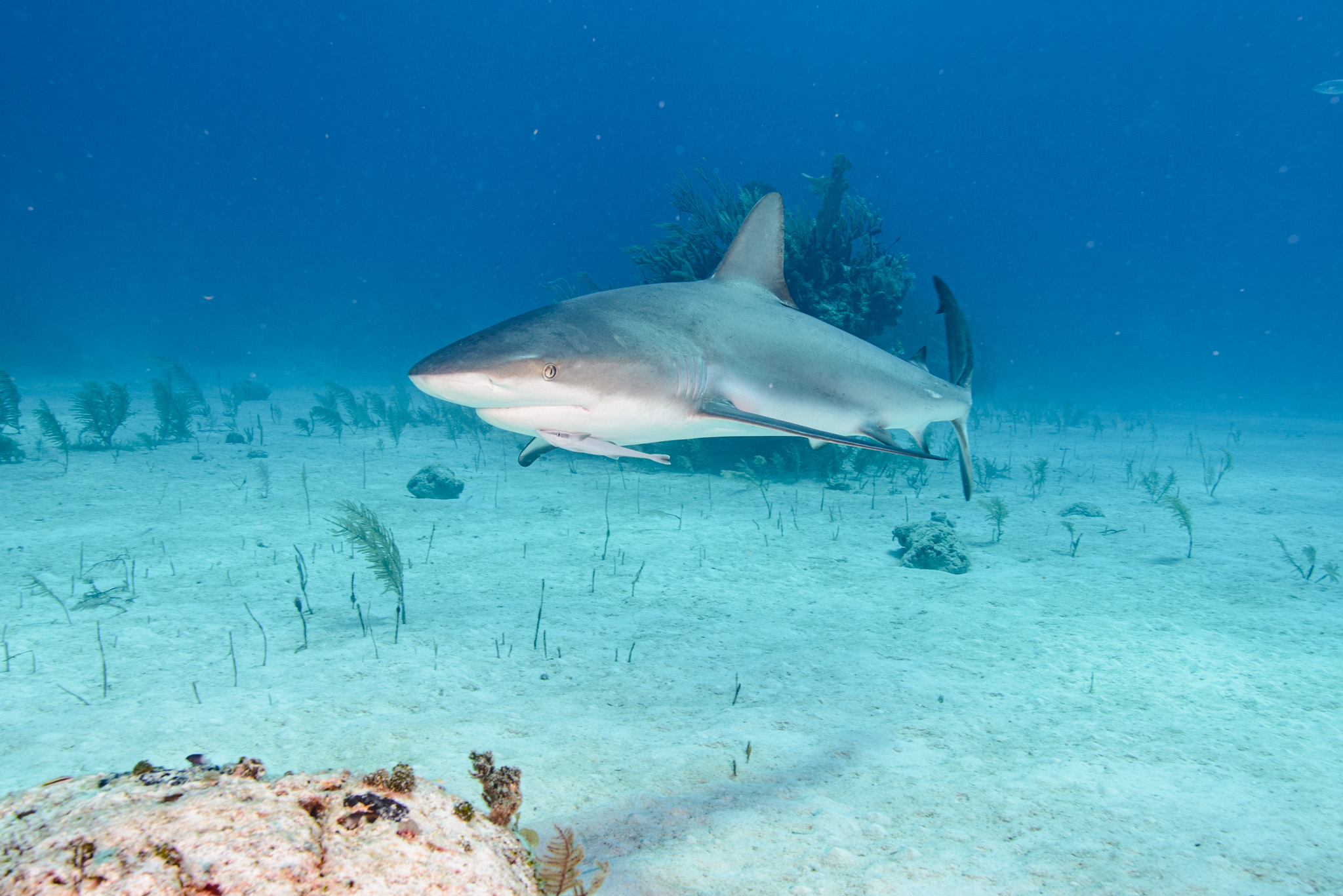 Caribbean Reef Shark