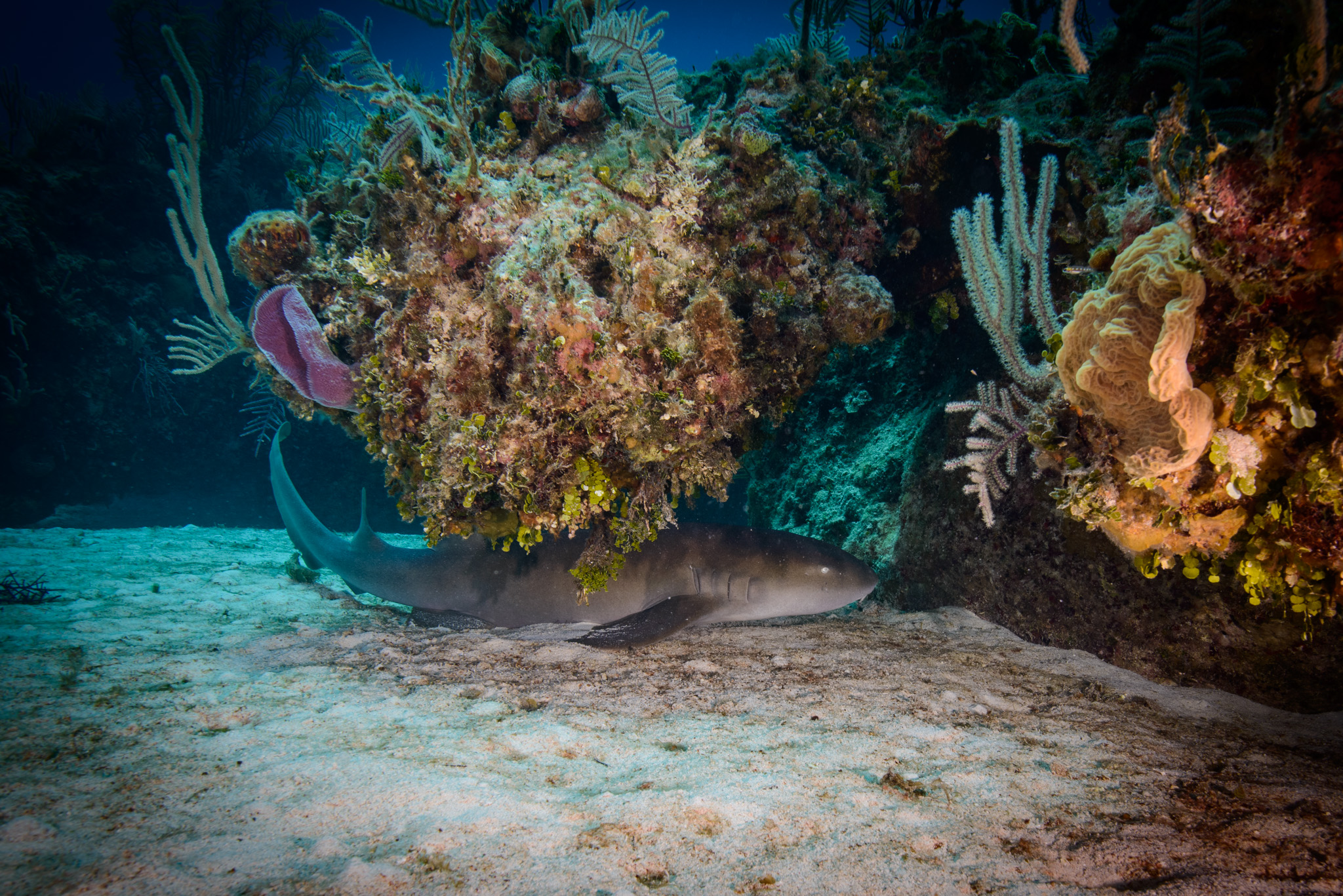 Lemon Shark