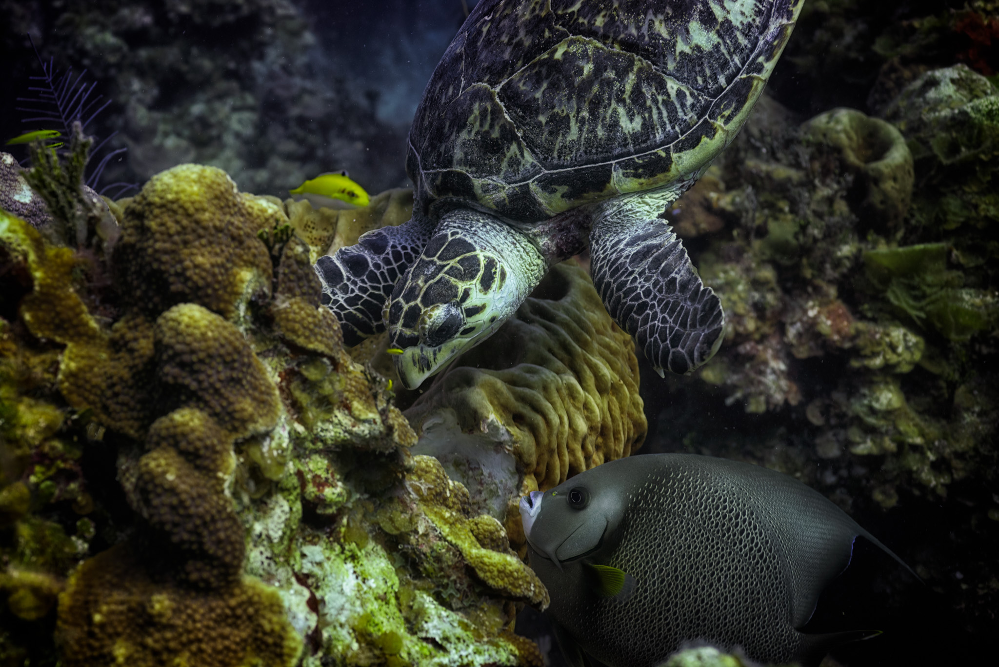 Hawksbill Turtle