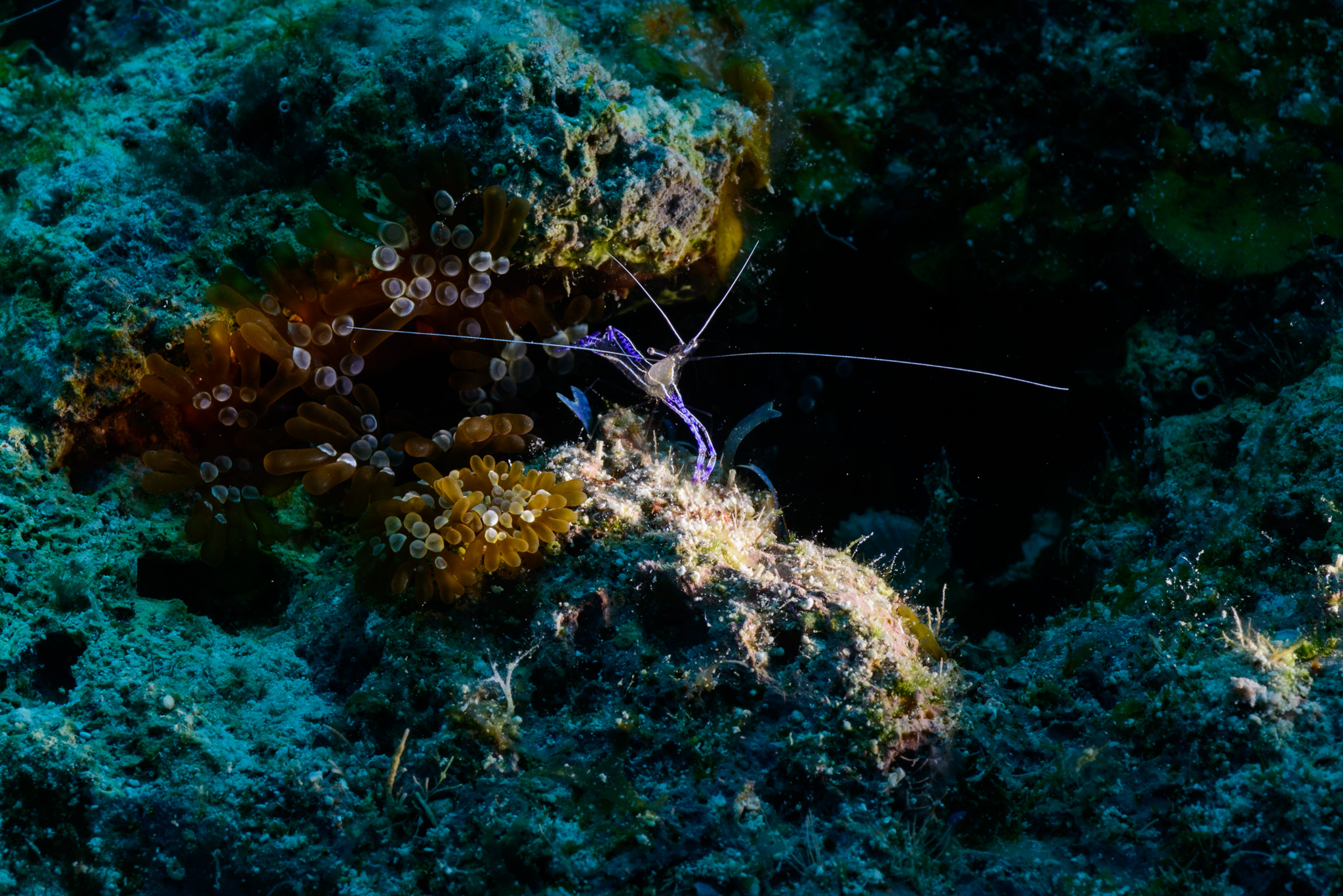 Pederson Cleaning Shrimp