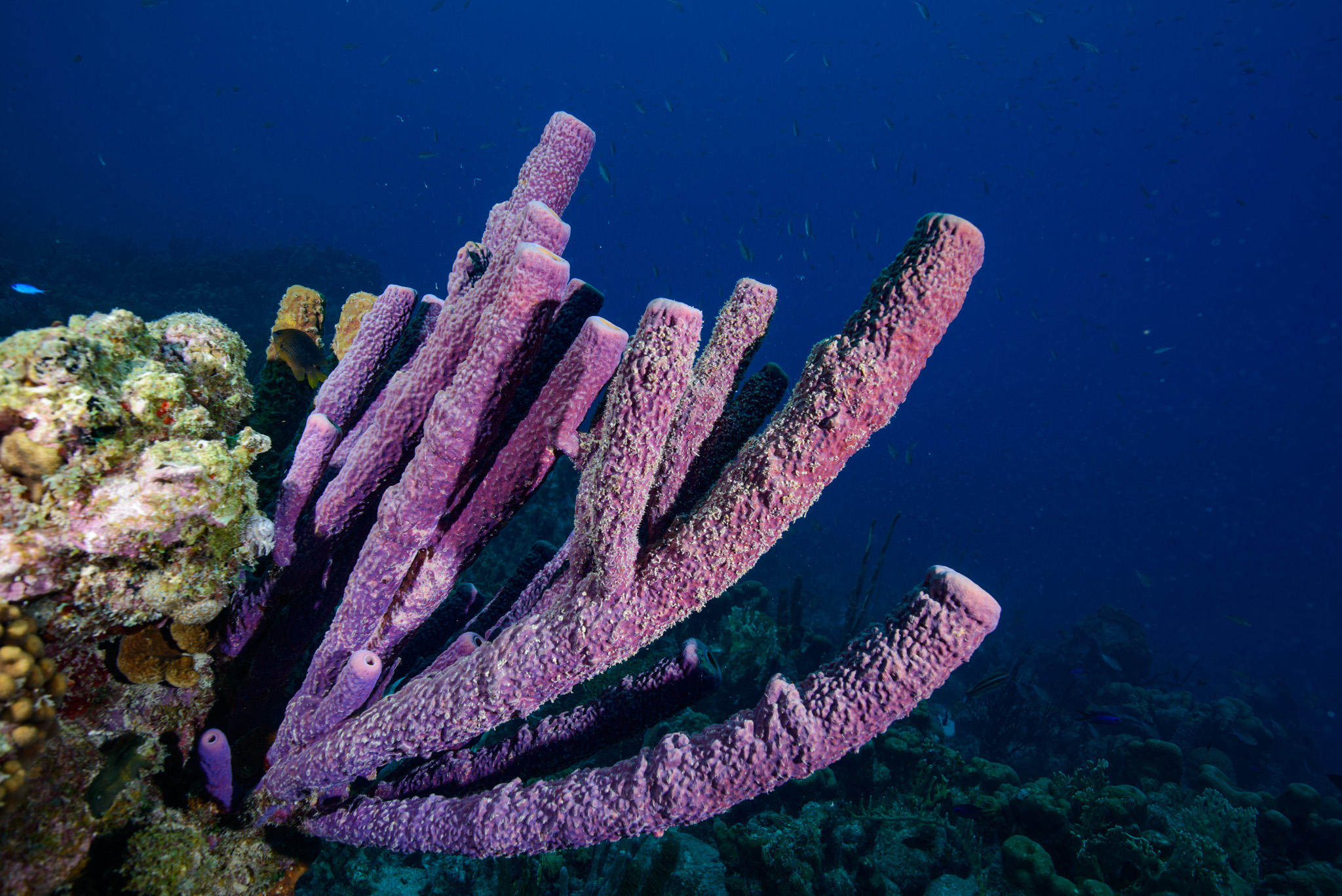 Stove-Pipe Sponge
