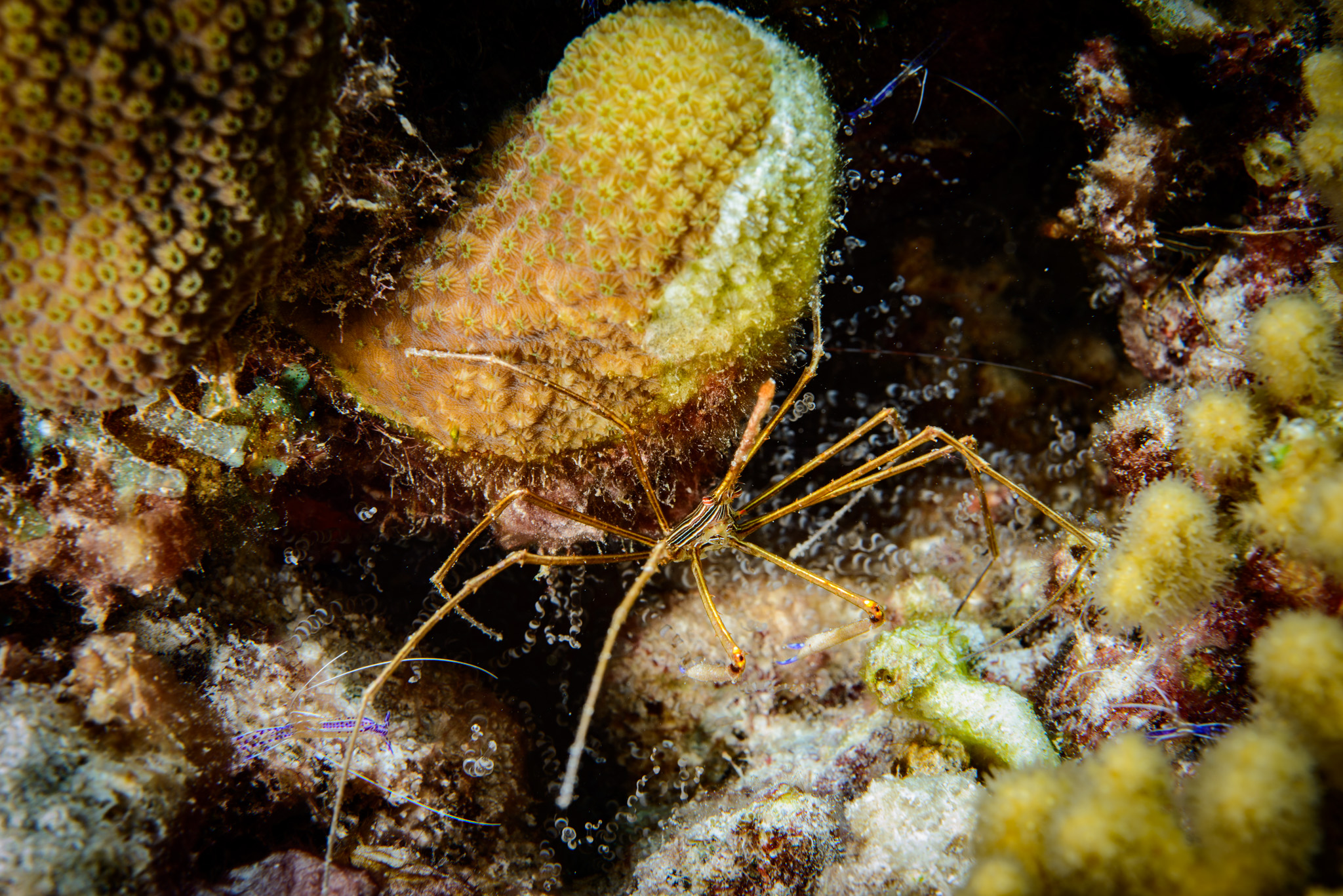 Arrowcrab
