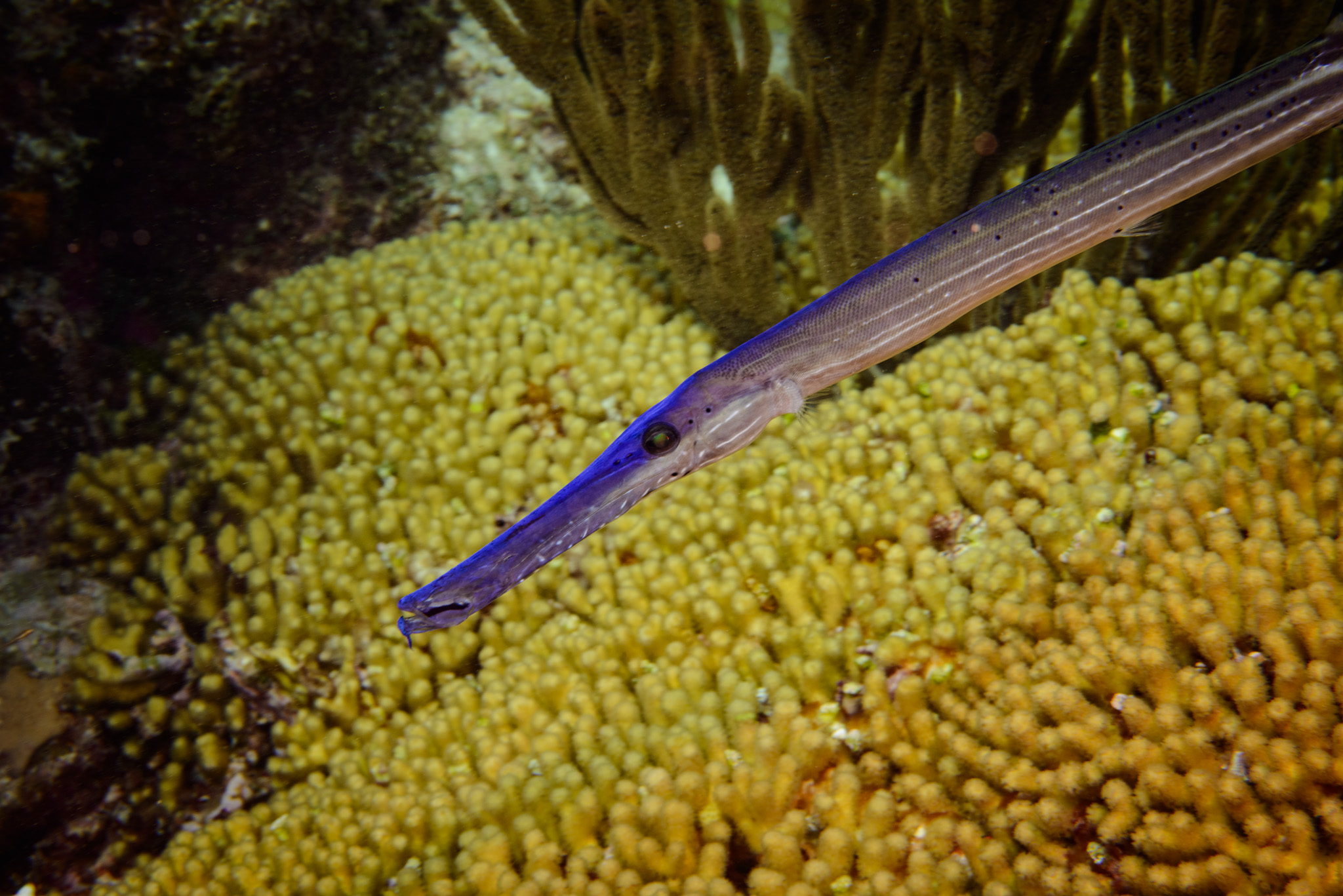 Trumpetfish