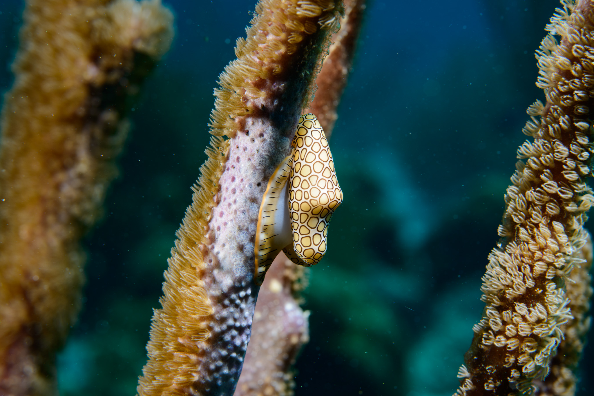 Flamingo Tongue