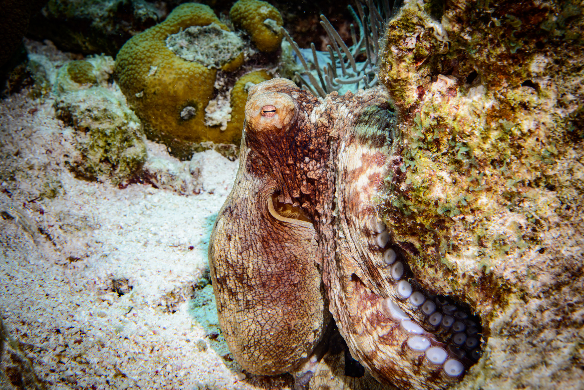 Common Octopus