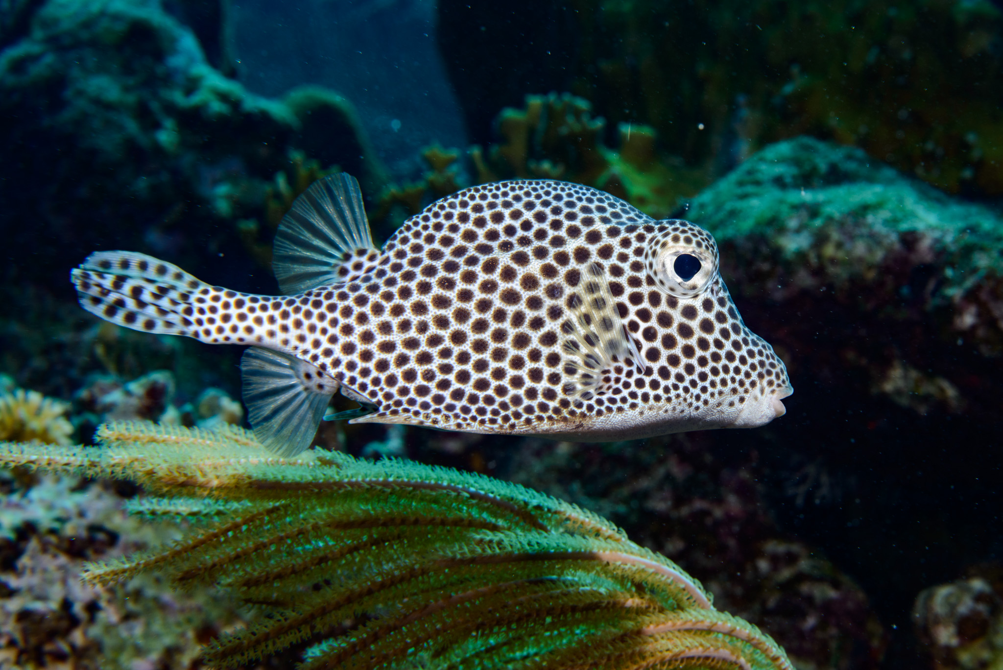 Spotted Trunkfish
