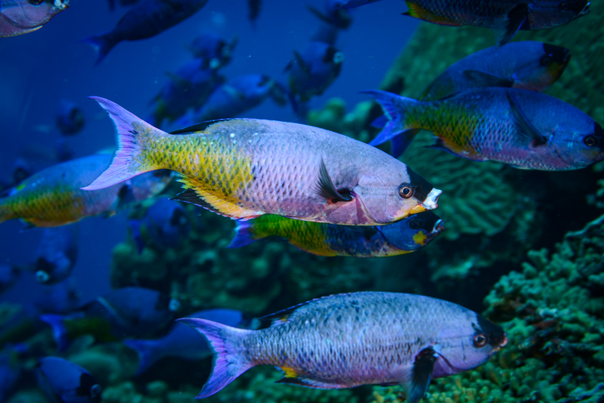 Creole Wrasse