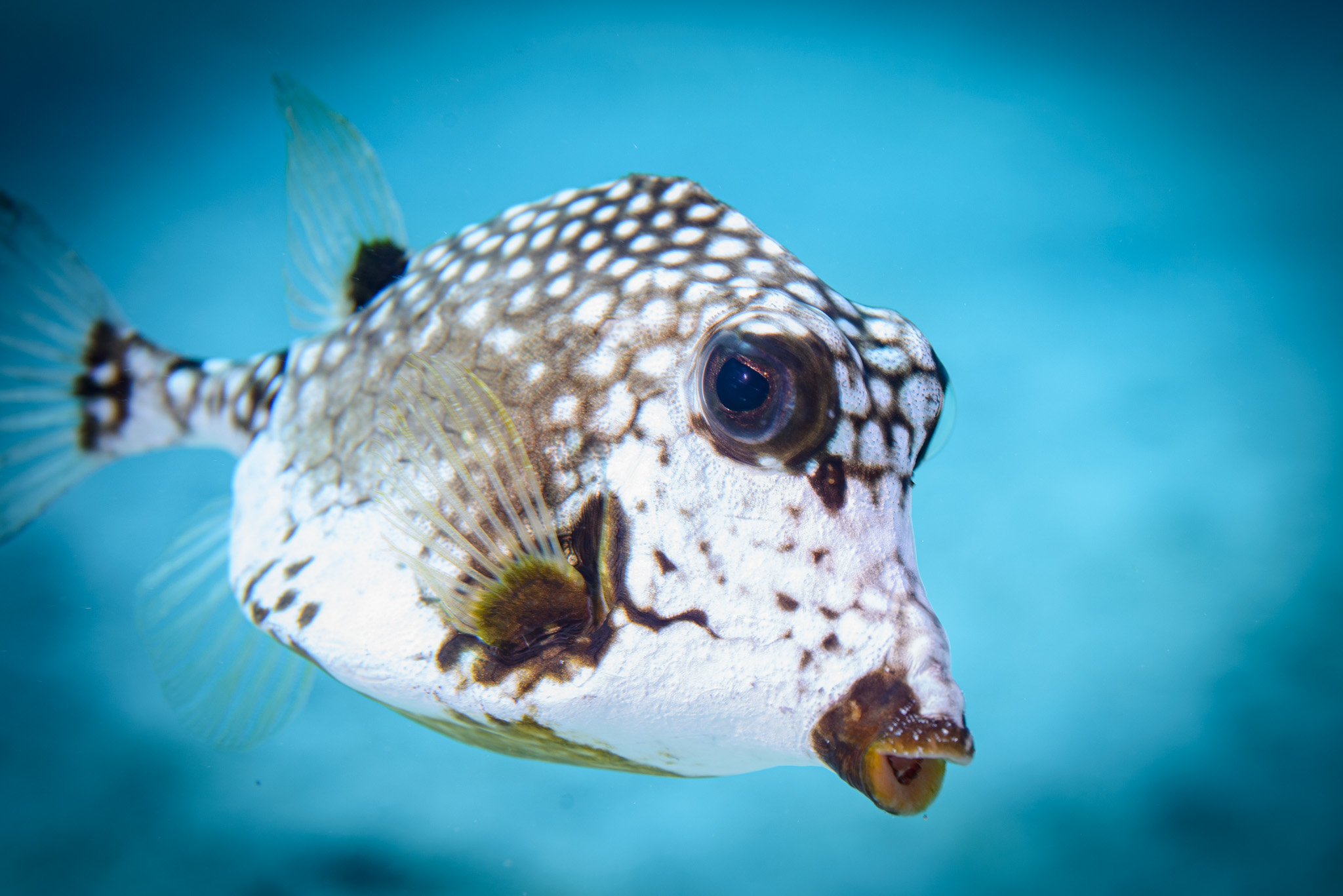 Smooth Trunkfish