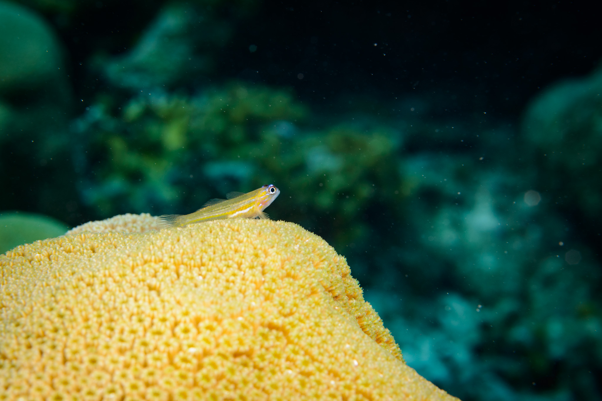 Peppermint Goby