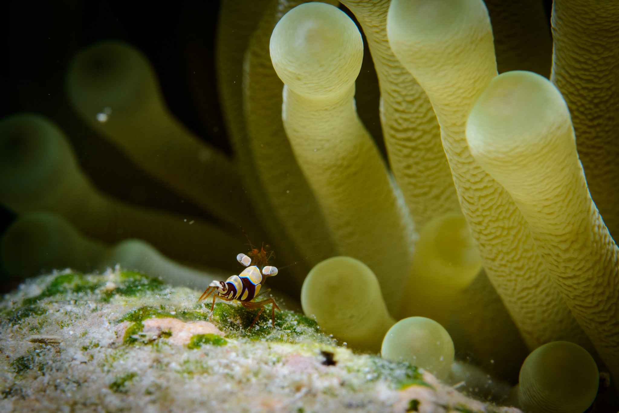 Squat Anemone Shrimp