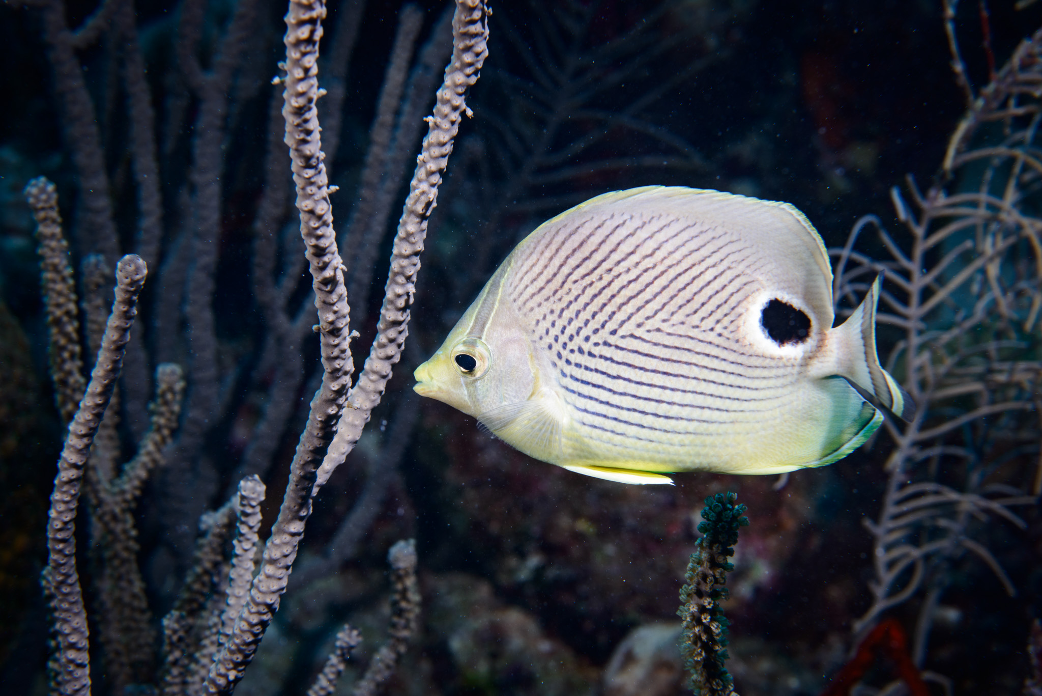 Foureye Butterflyfish