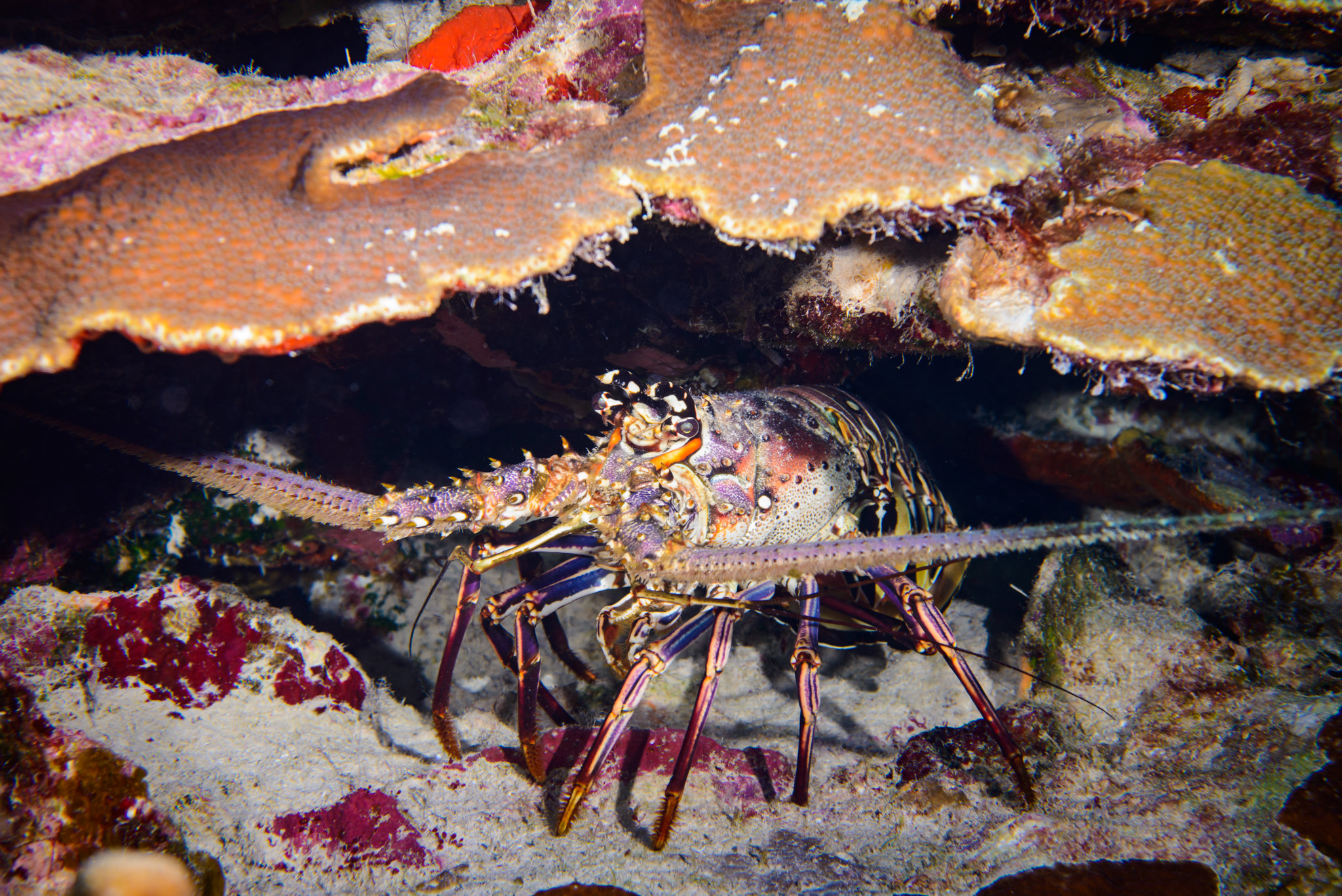 Caribbean Spiny Lobster