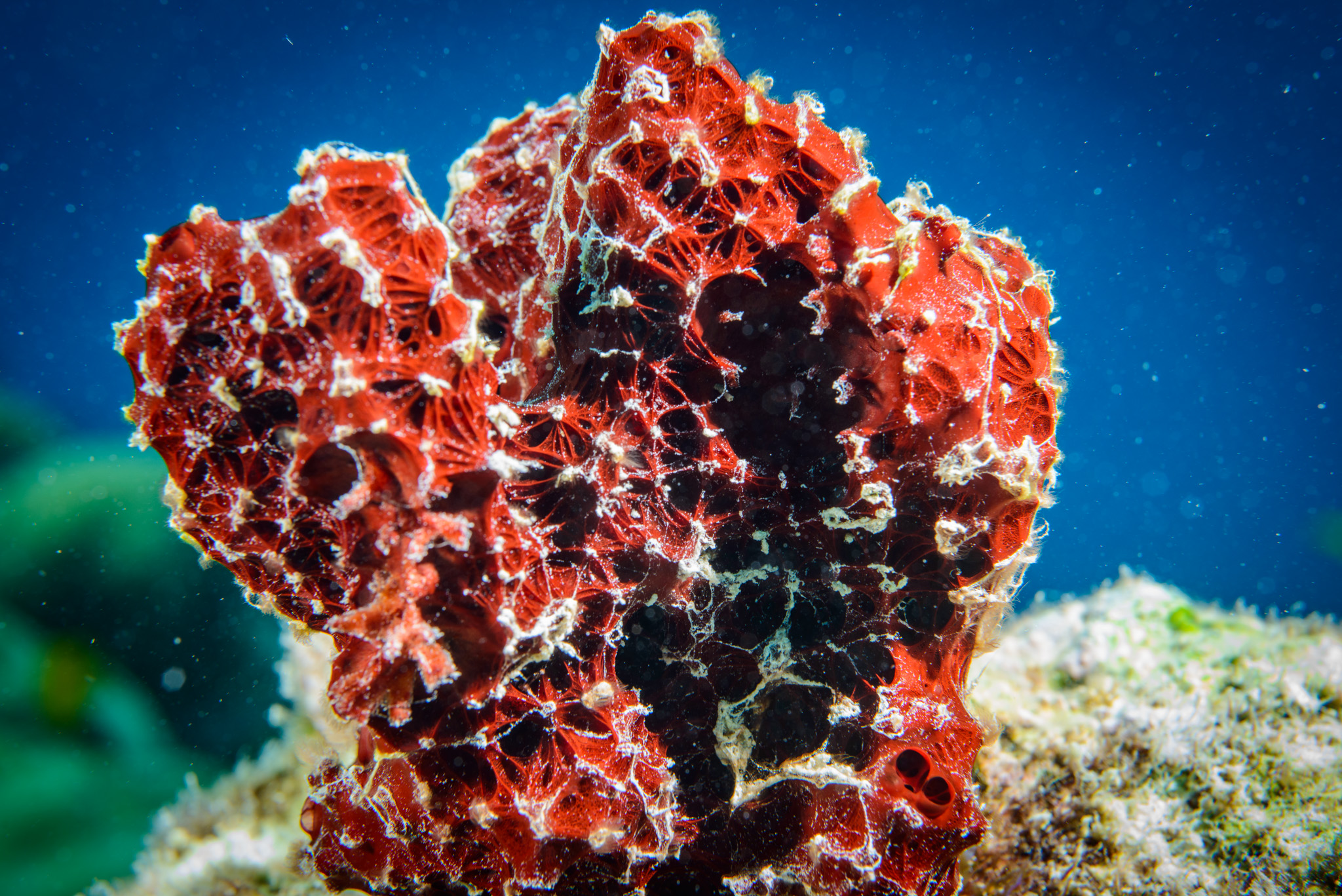 Pandaros acanthifolium