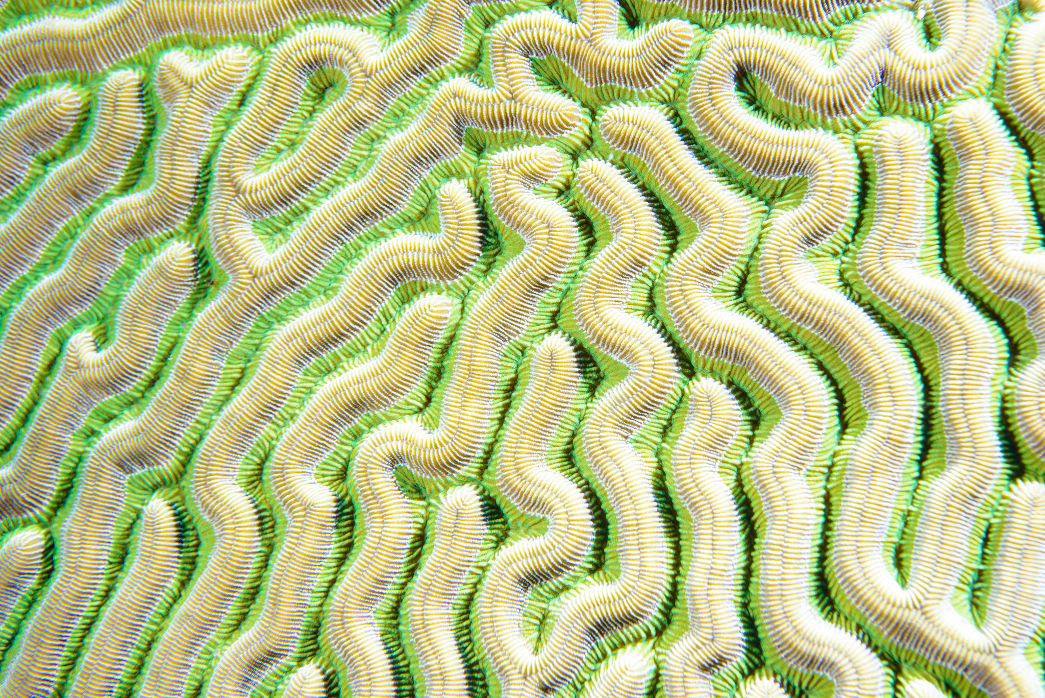 Grooved Brain Coral