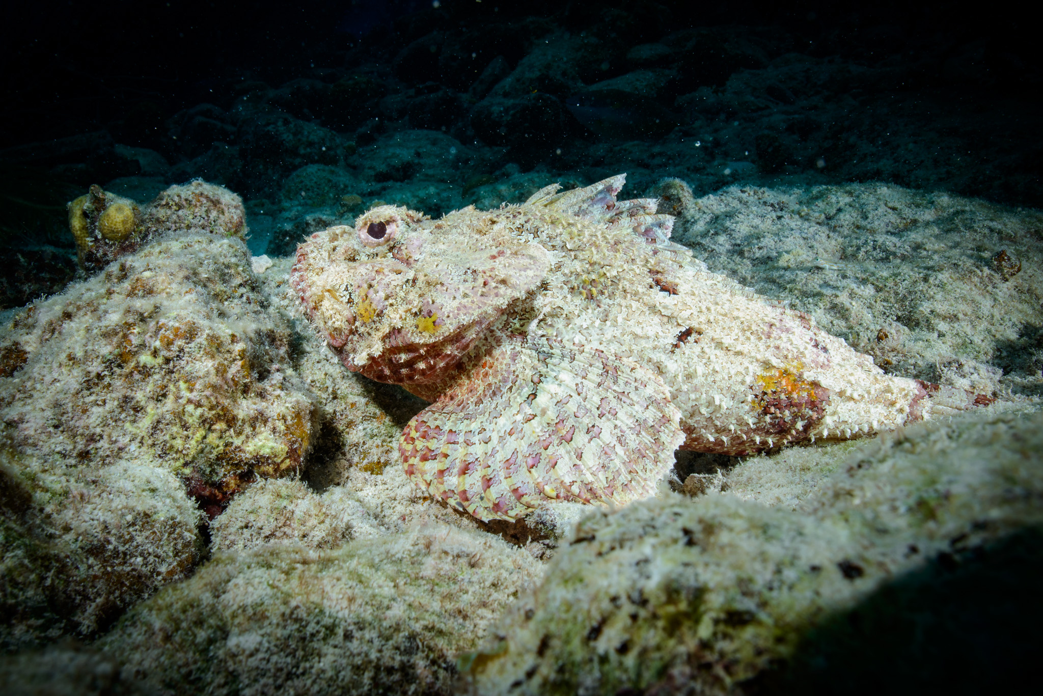 Spotted Scorpionfish